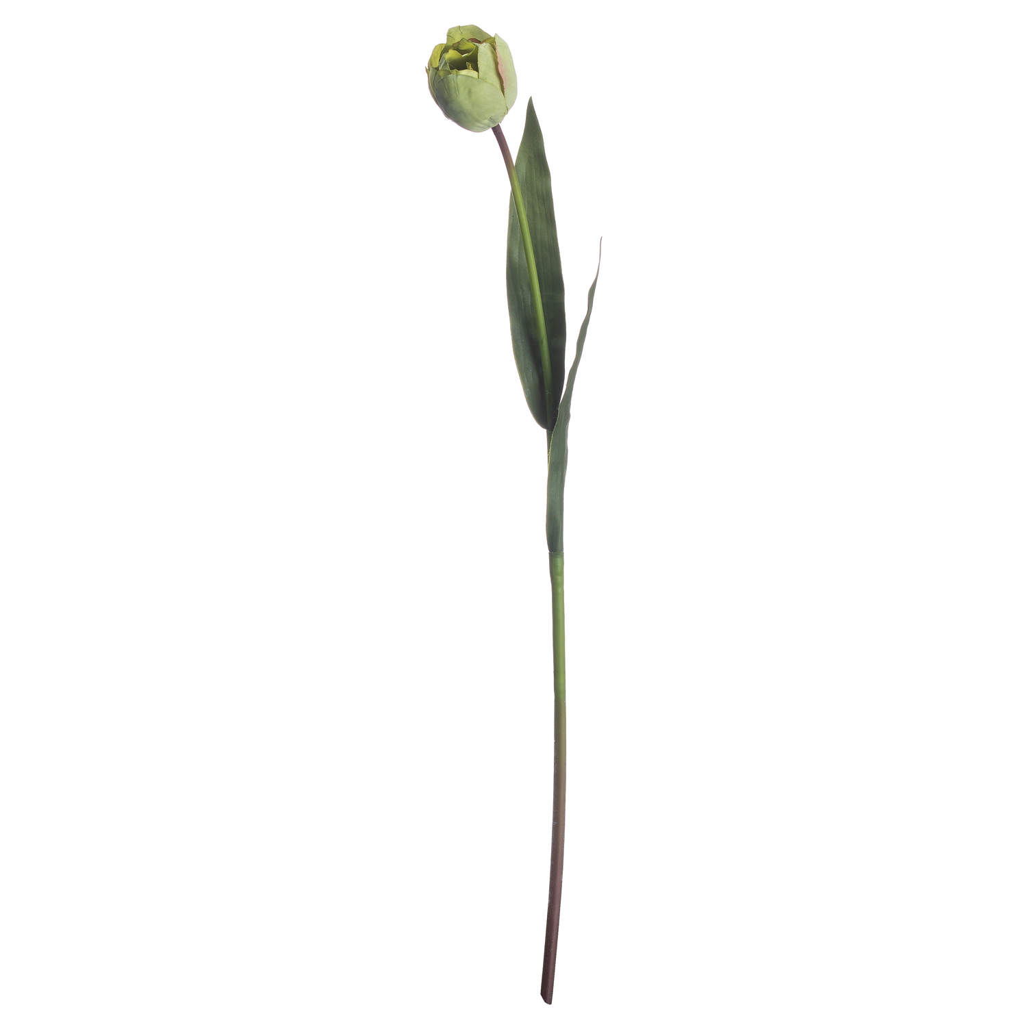 Green Tulip - Image 4