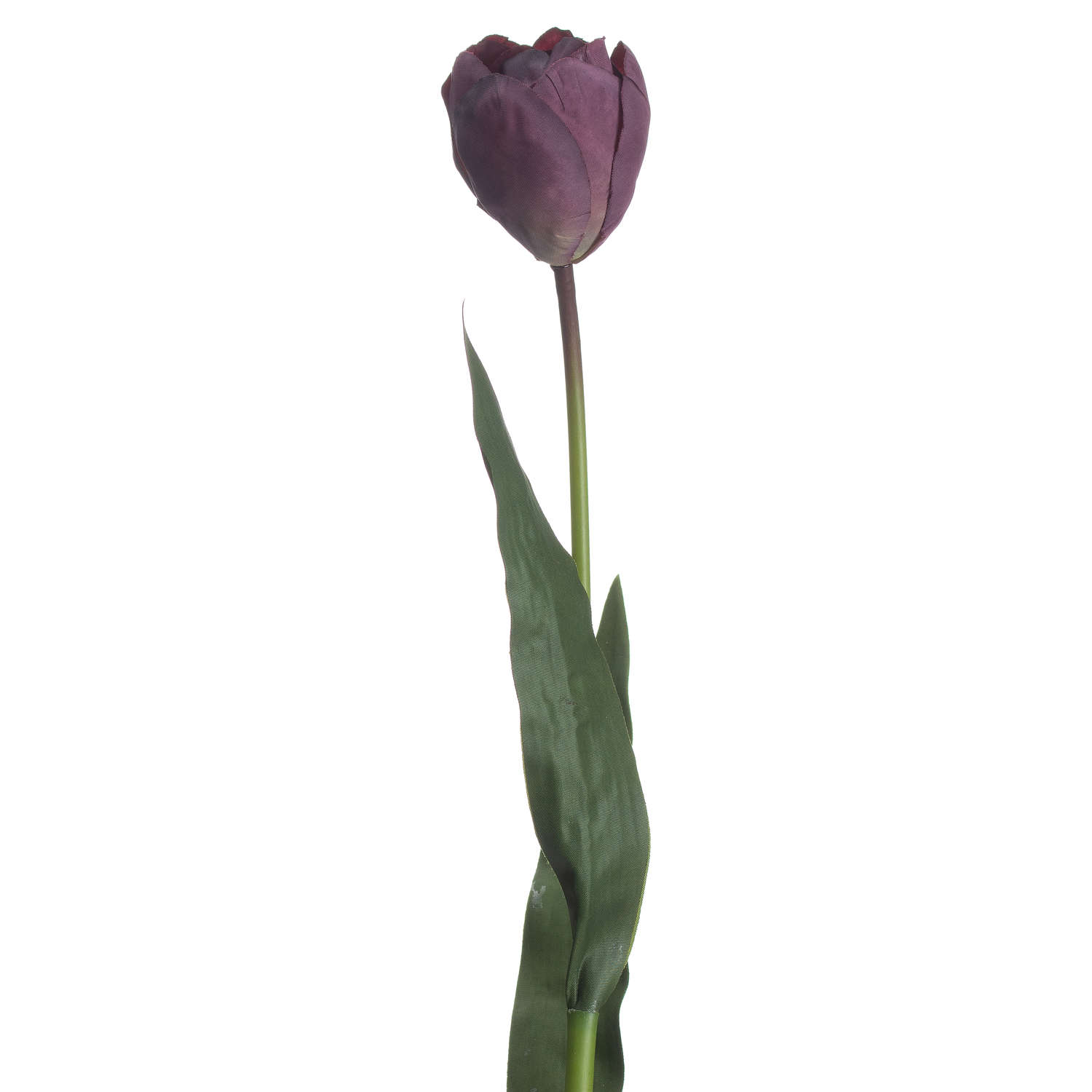 Purple Tulip - Image 4