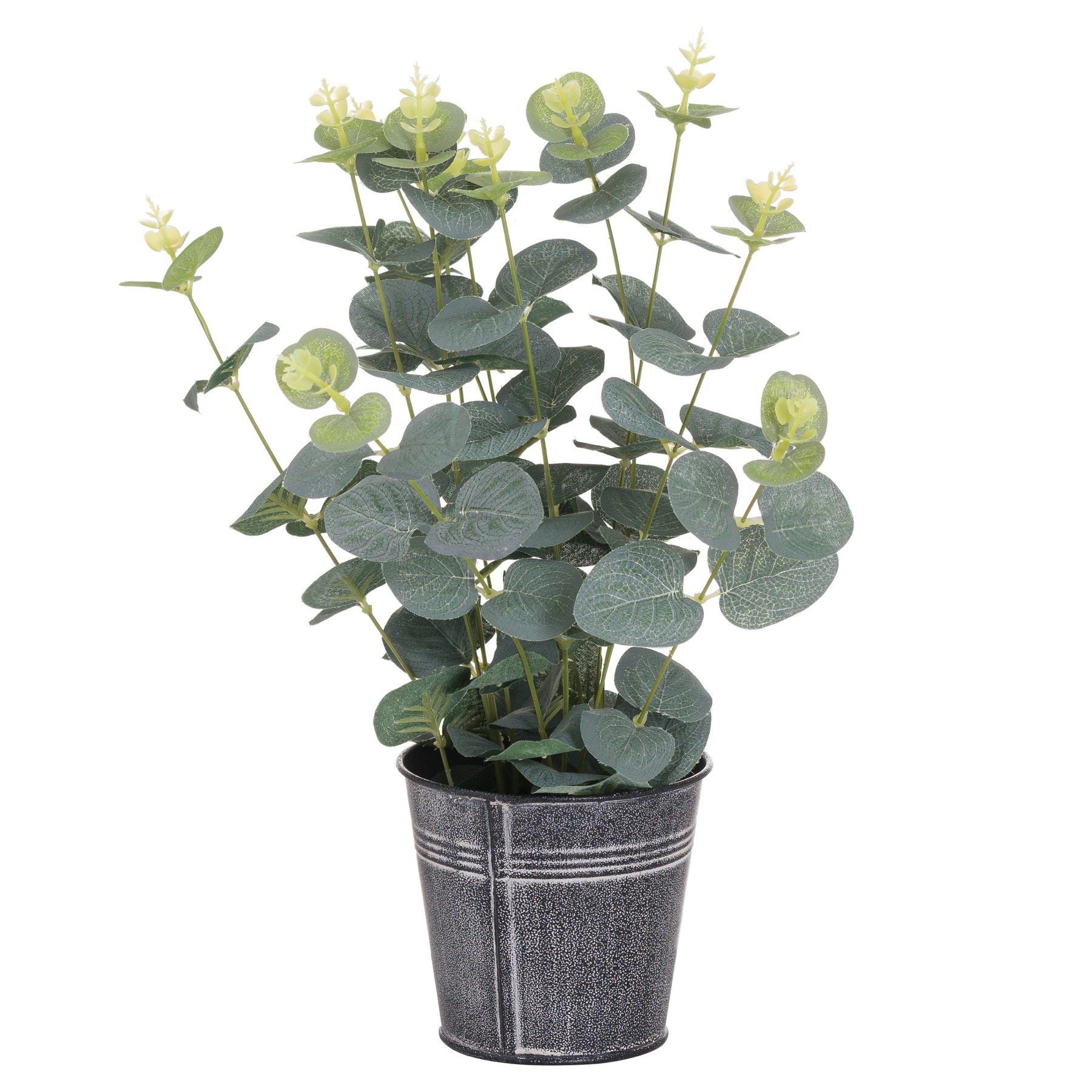Eucalyptus In Tin Pot - Image 2