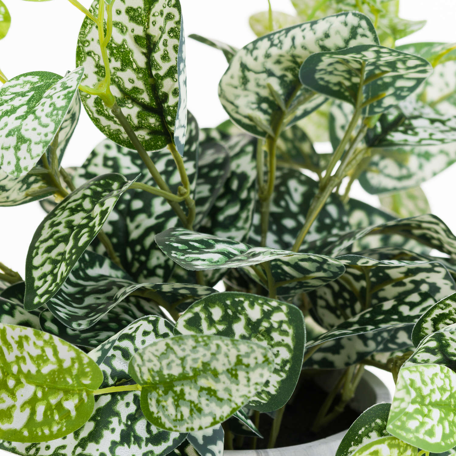 Variegated White And Green Nerve Plant - Image 2