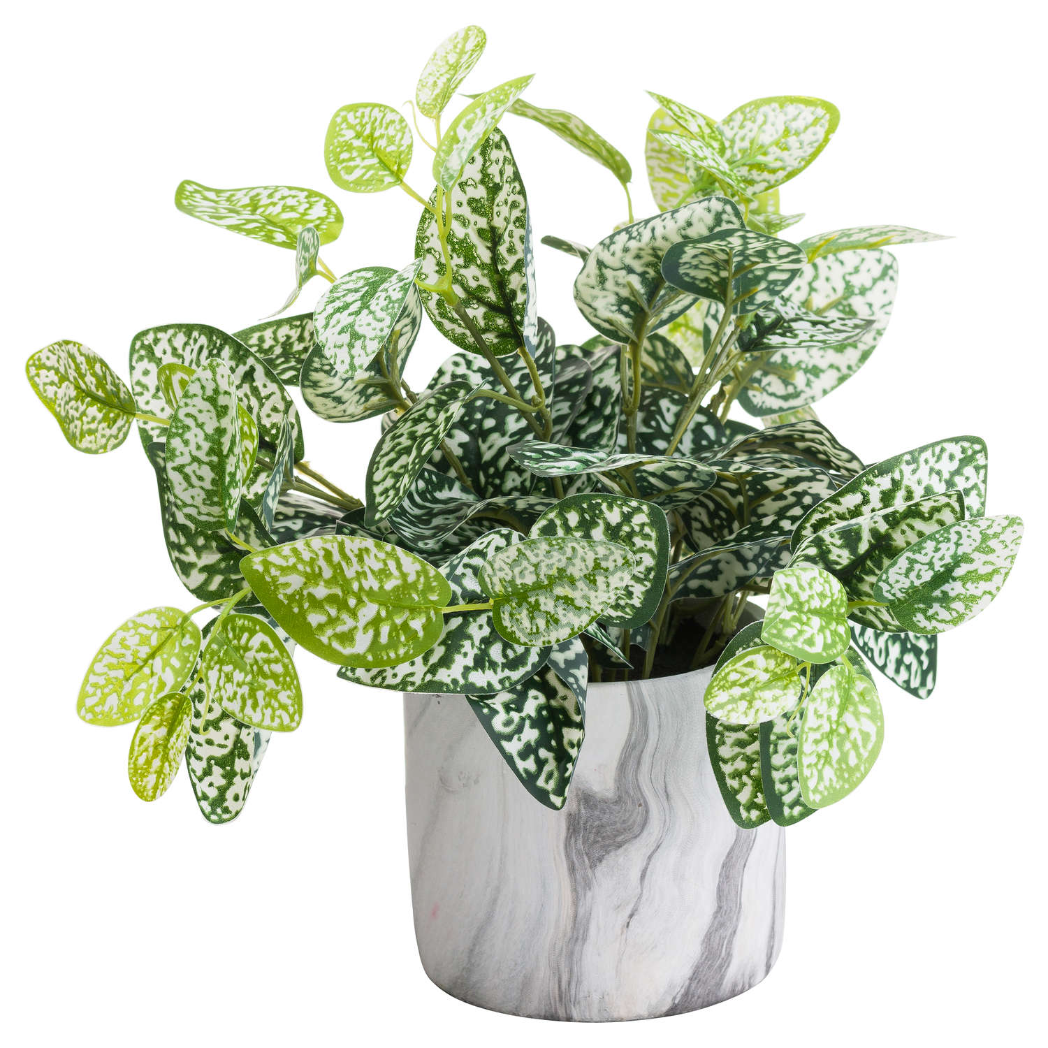 Variegated White And Green Nerve Plant - Image 4