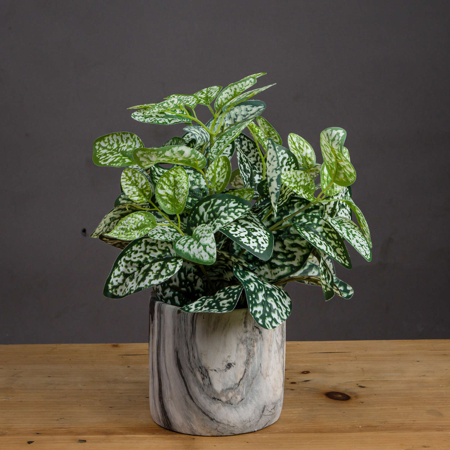 Variegated White And Green Nerve Plant - Image 1