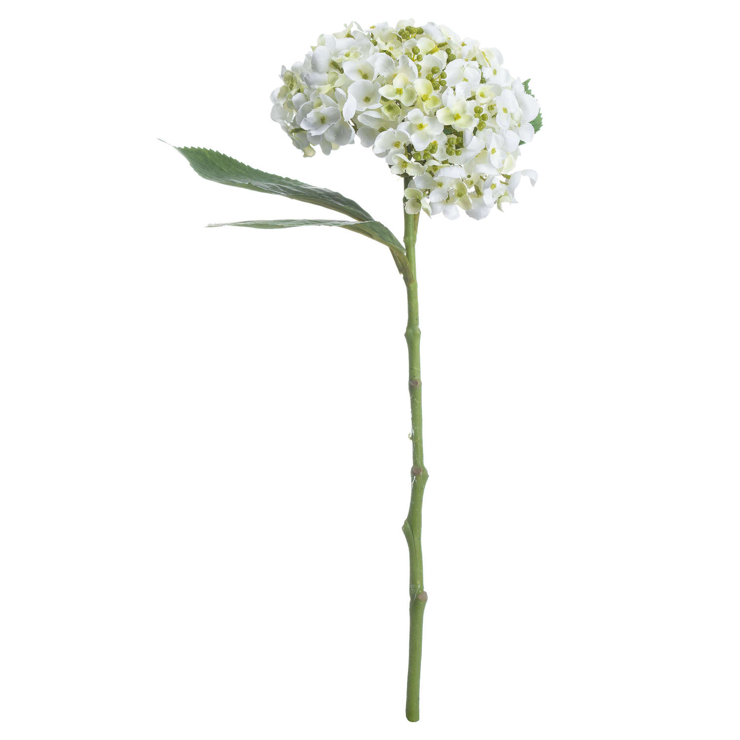 White Lace Cap Hydrangea - Image 3