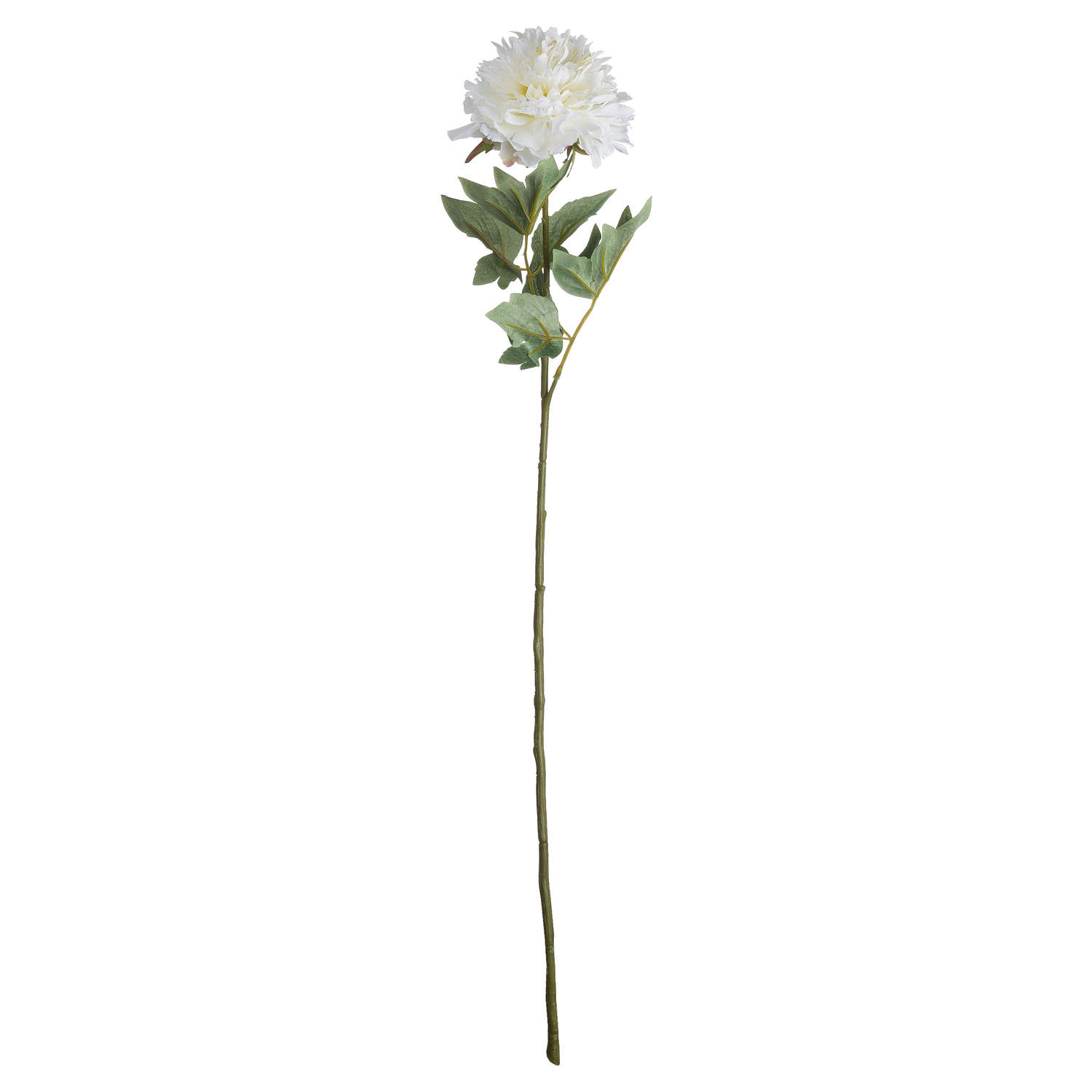 Classic White Peony - Image 3