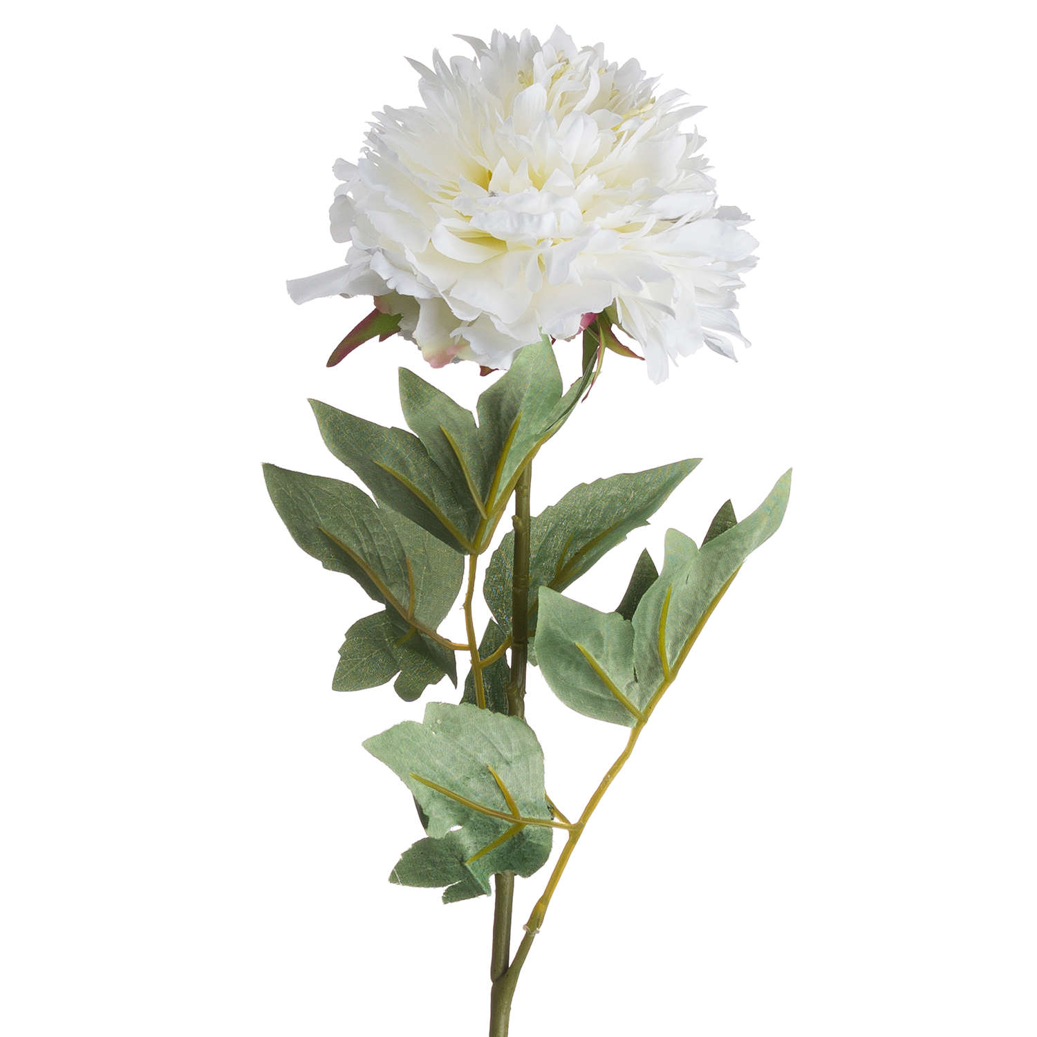 Classic White Peony - Image 4