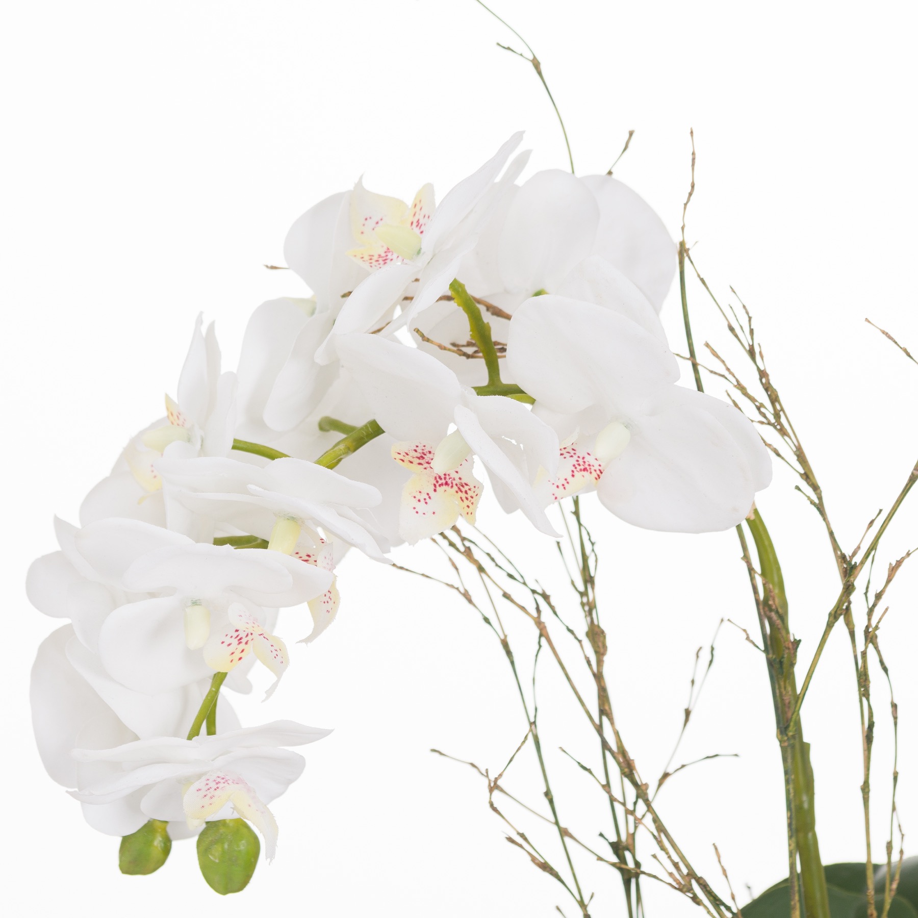 Small Glass Potted Orchid With Roots - Image 2