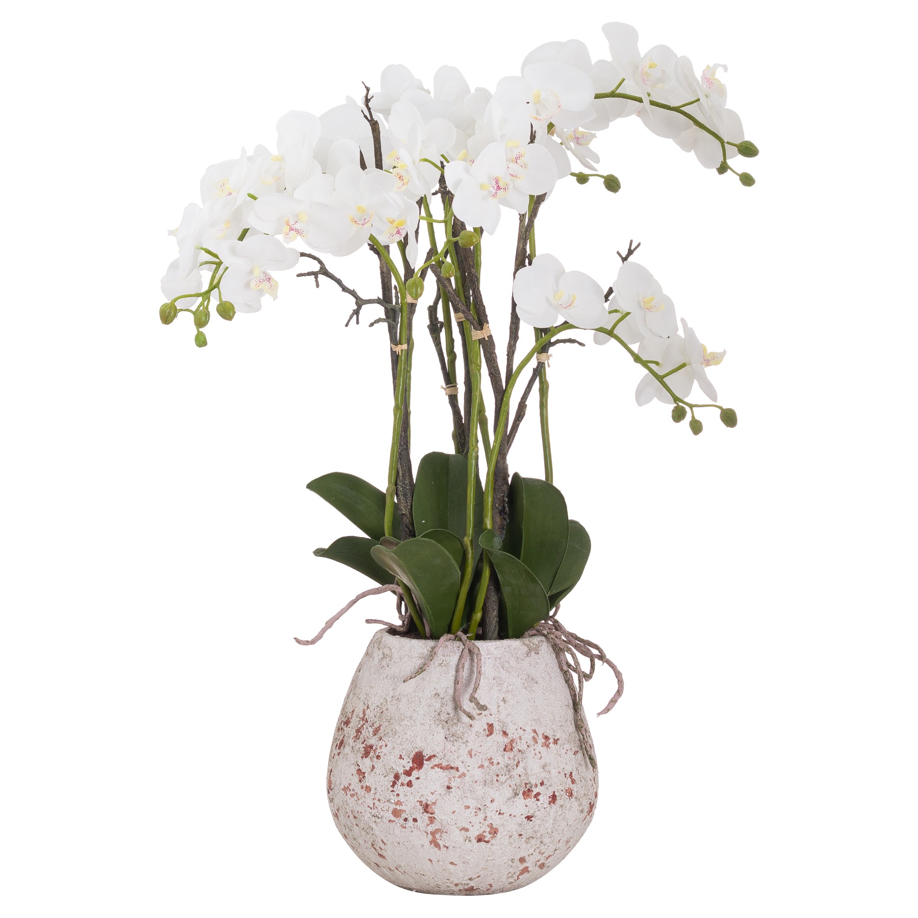Large Stone Potted Orchid With Roots - Image 1