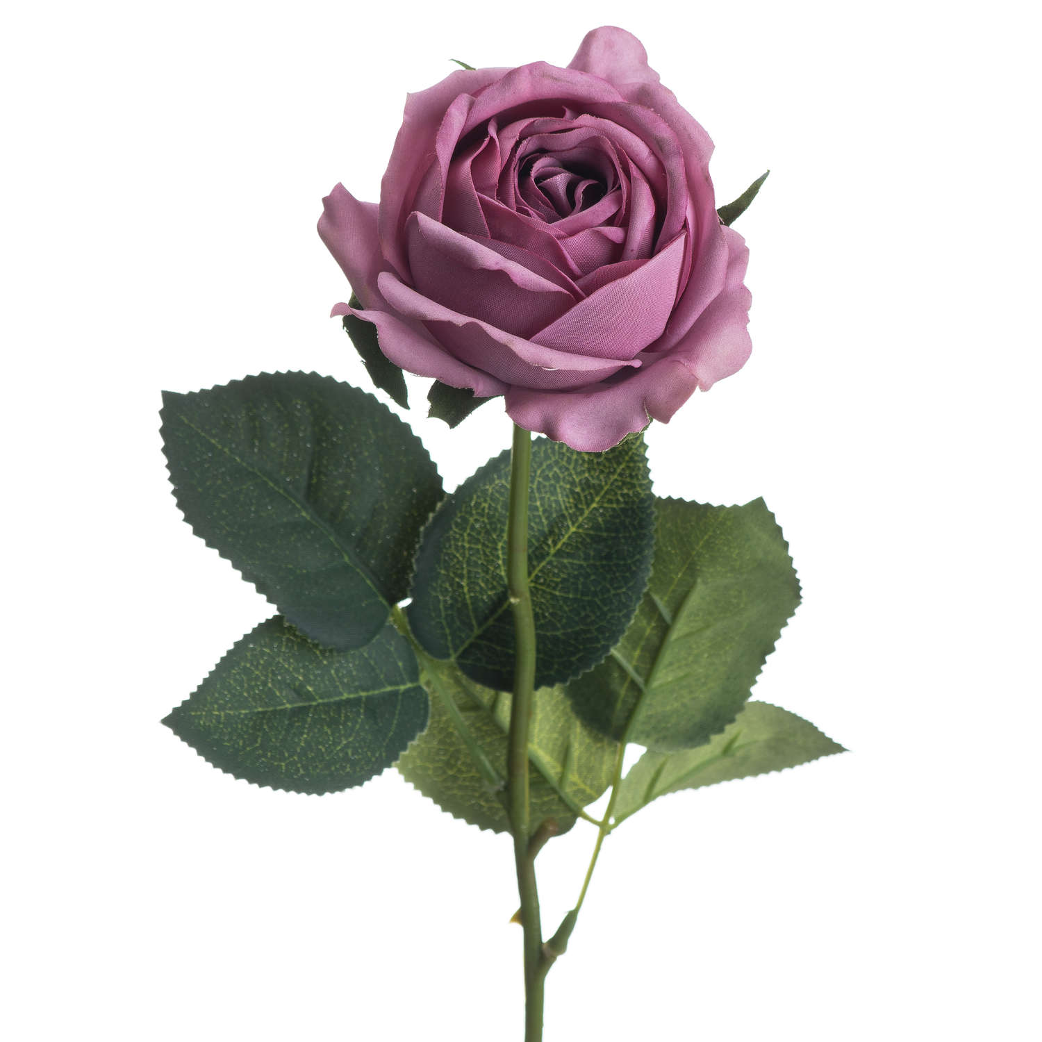 Pink Tea Rose - Image 3
