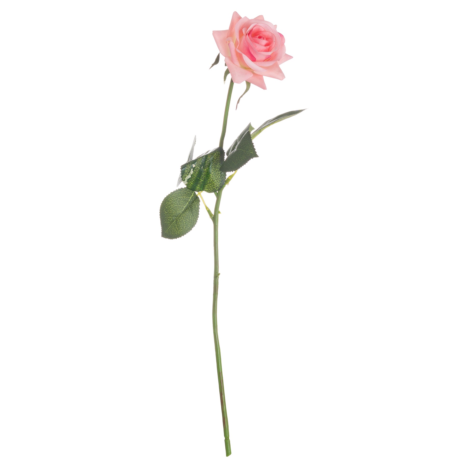 Pink Garden Rose - Image 3