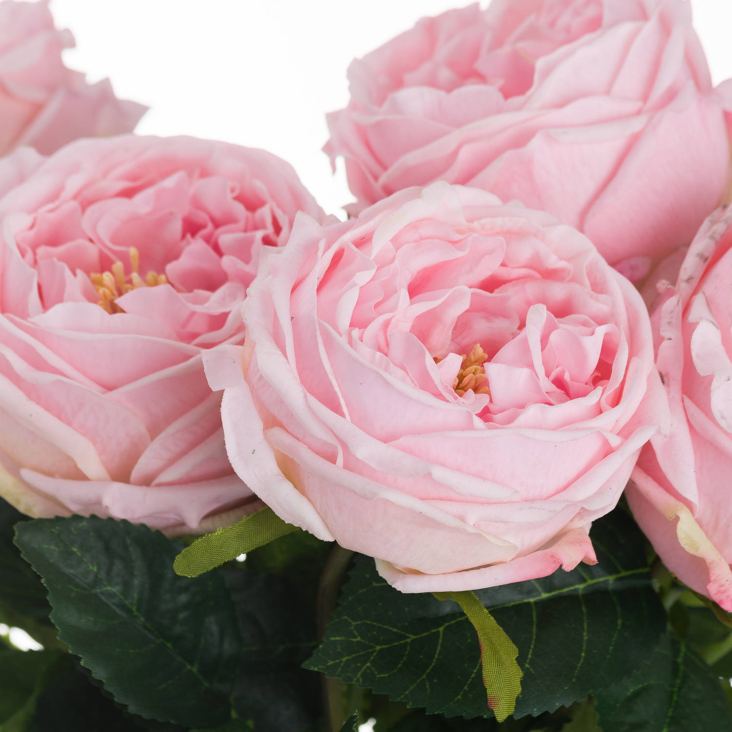 Pastel Pink Portland Rose - Image 2