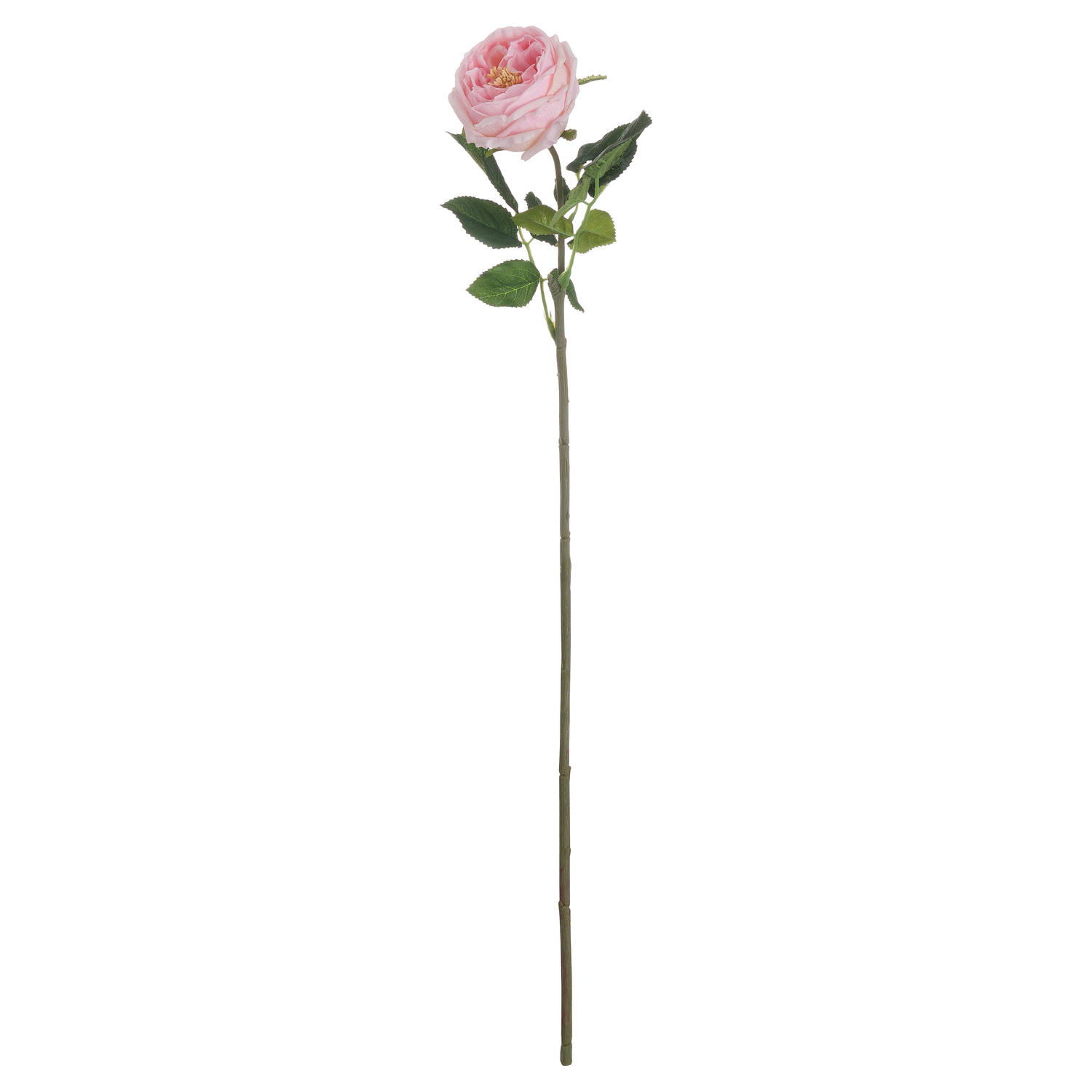 Pastel Pink Portland Rose - Image 3