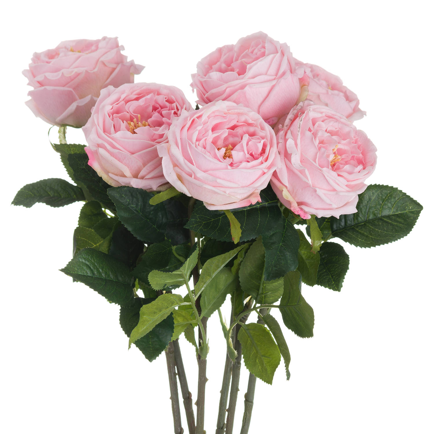 Pastel Pink Portland Rose - Image 1