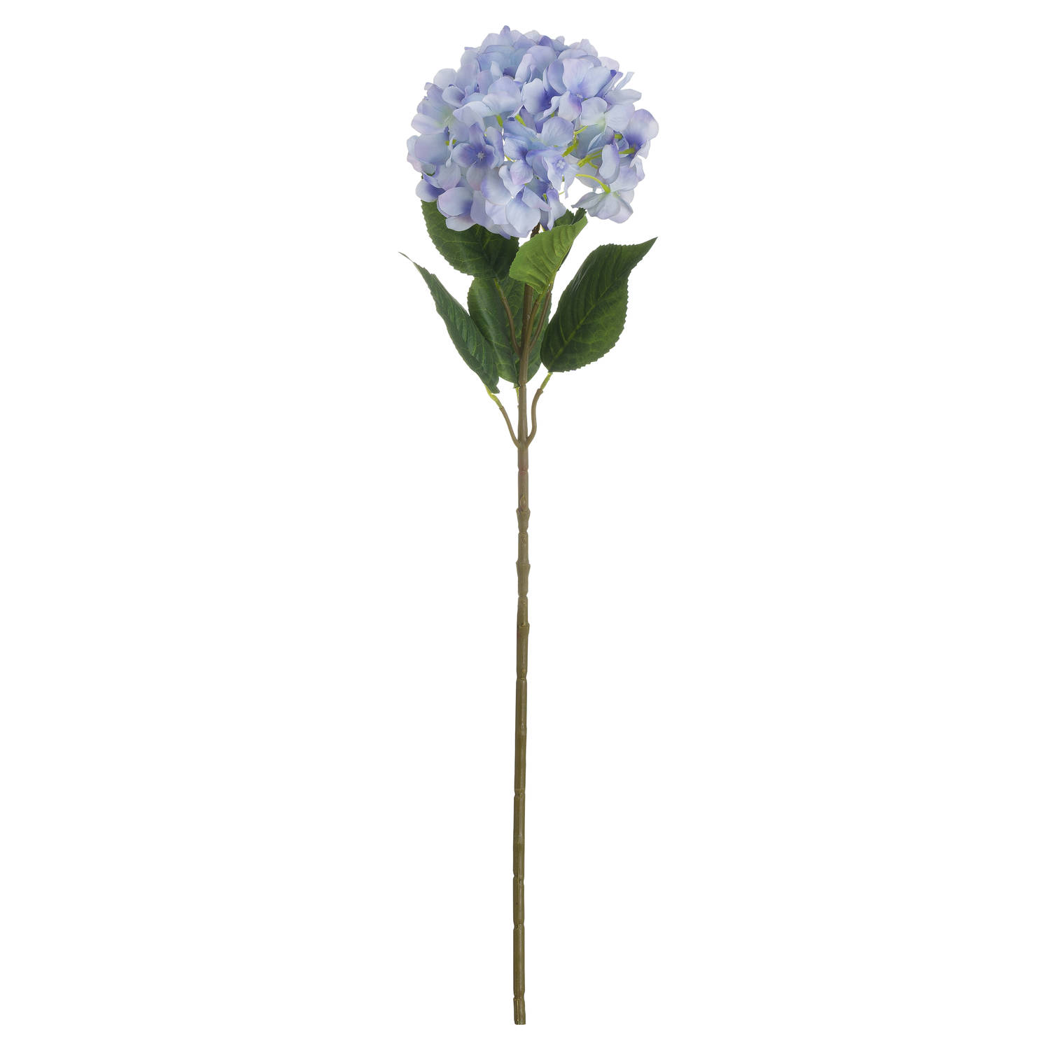 Single Blue Hydrangea - Image 2