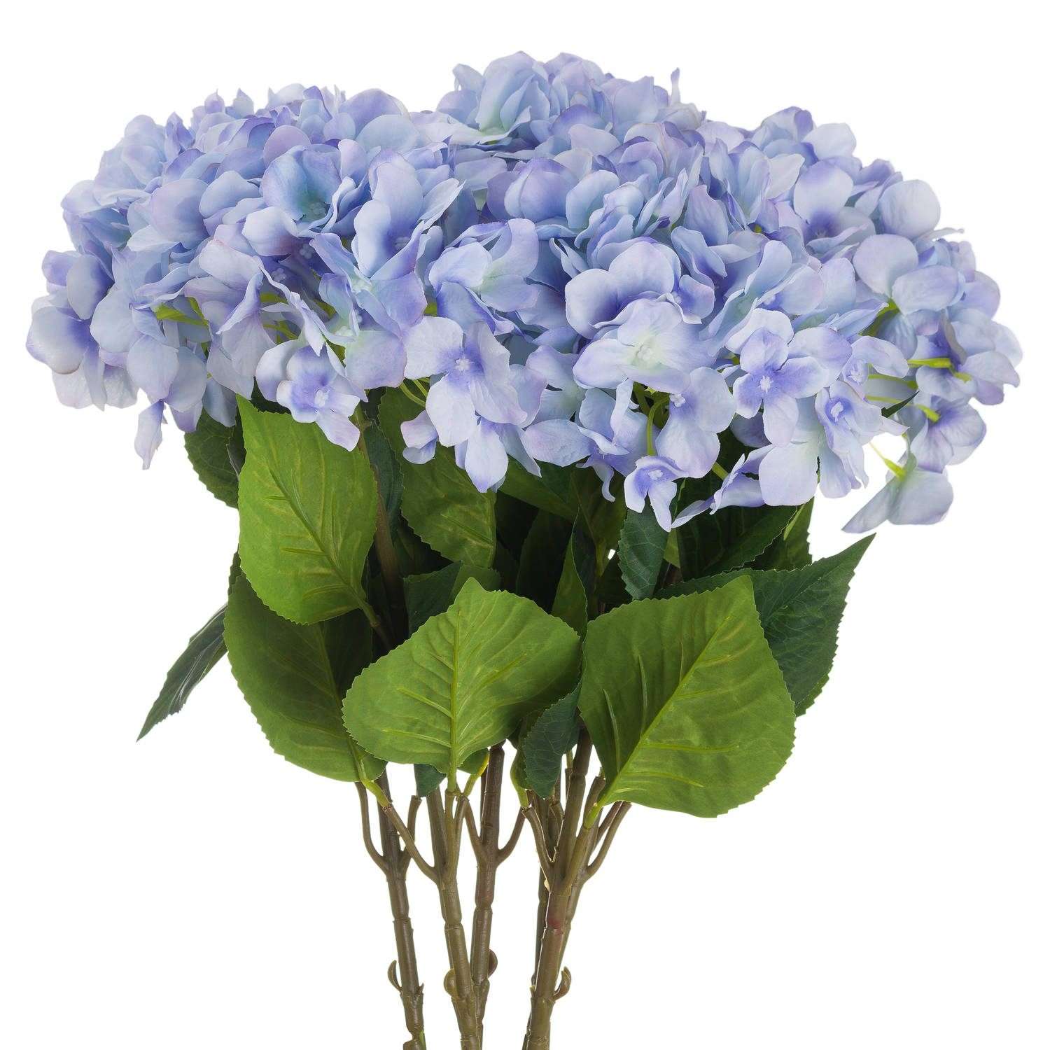 Carnation for mother day