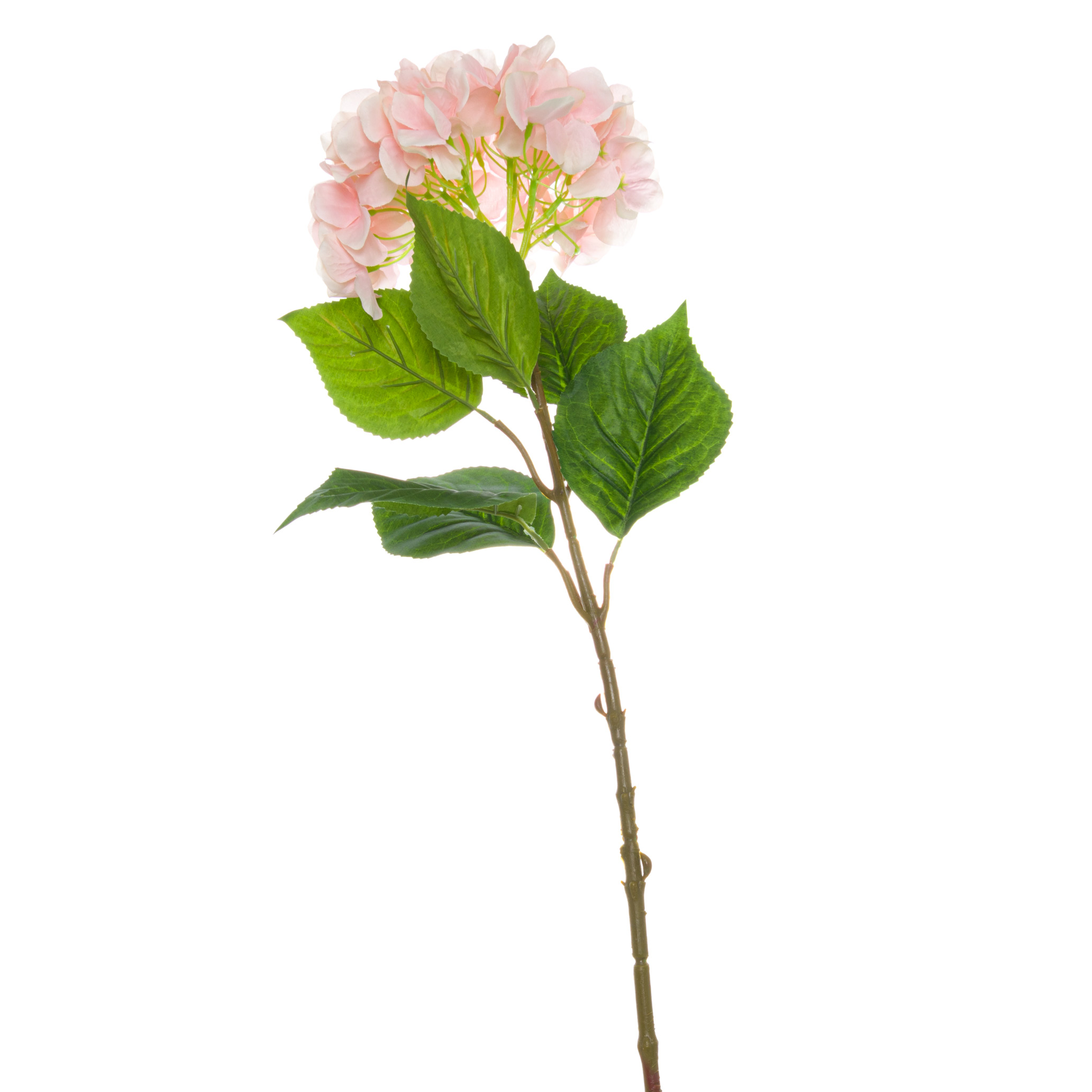 Single Pink Hydrangea - Image 1