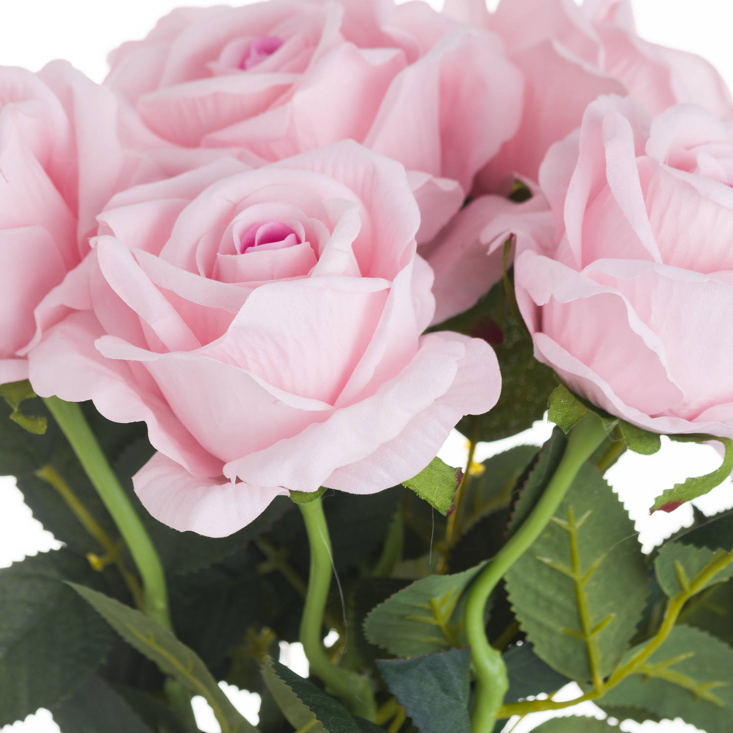 Pastel Pink Tea Rose - Image 2
