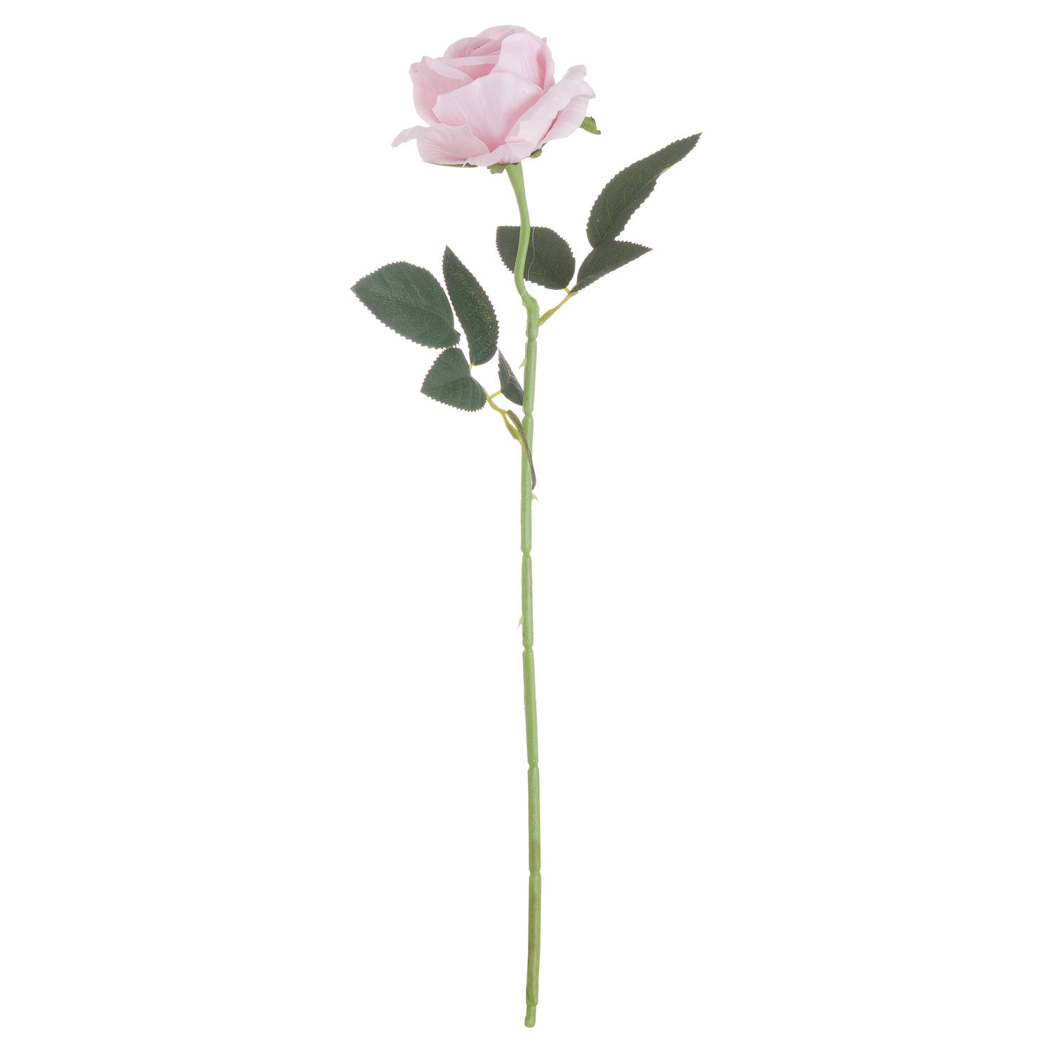 Pastel Pink Tea Rose - Image 3