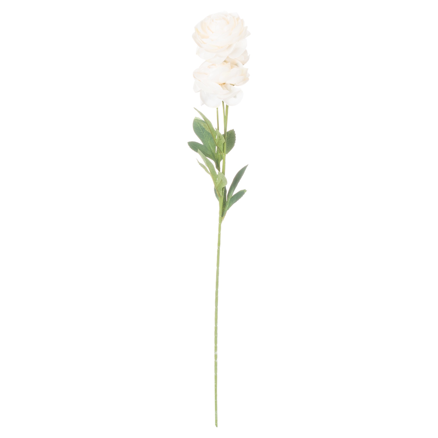Cream Ranunculus - Image 3