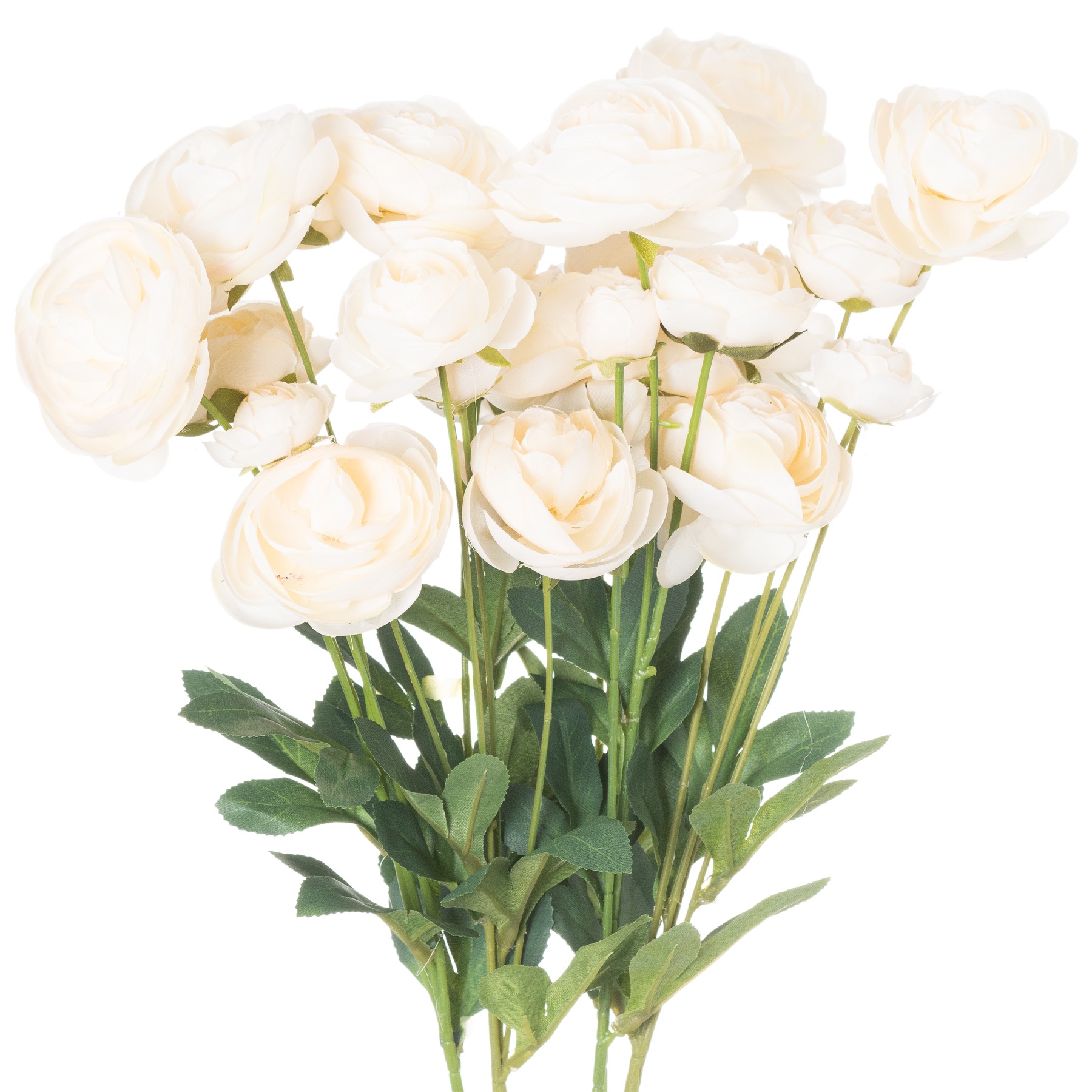 Cream Ranunculus - Image 1