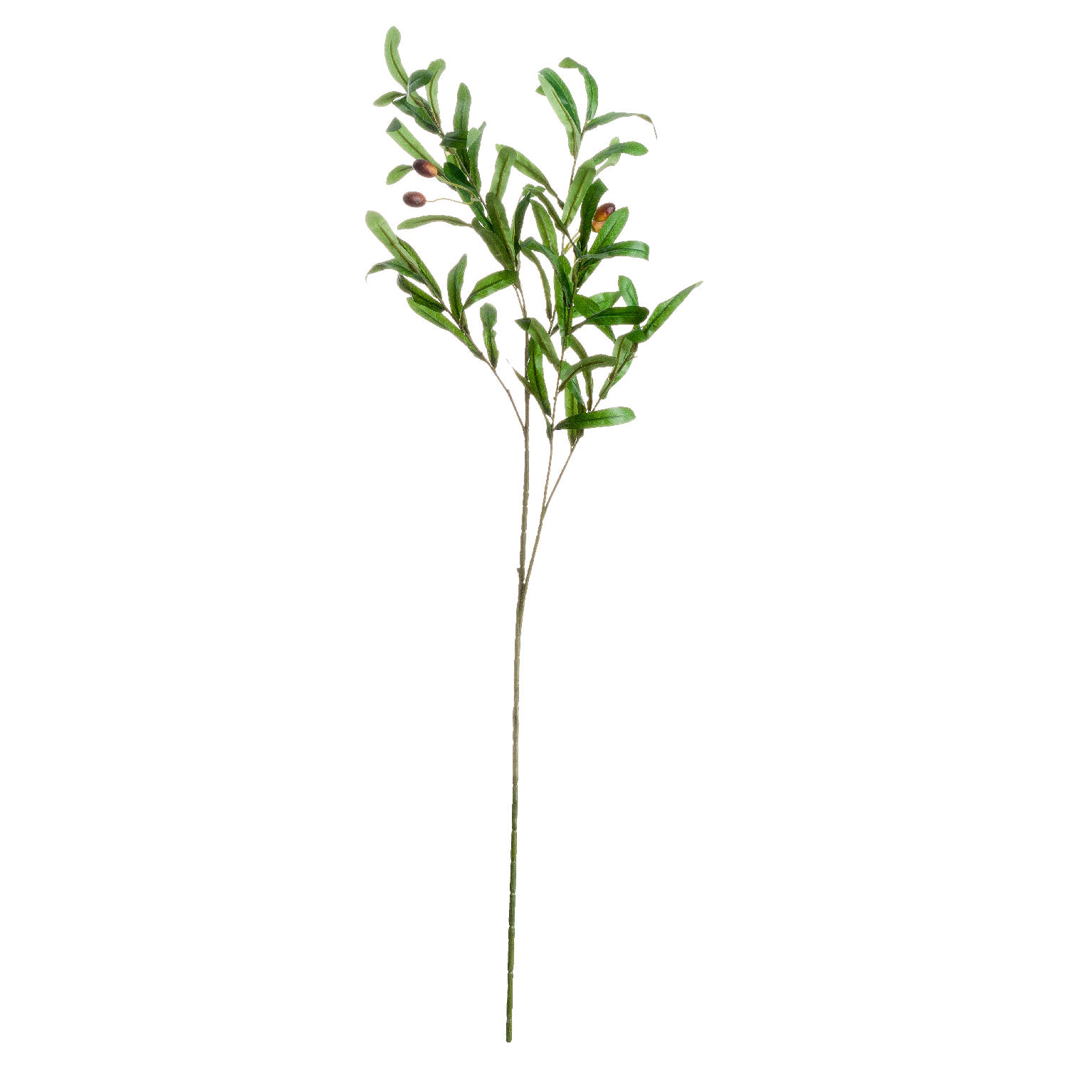 Olive Branch - Image 2