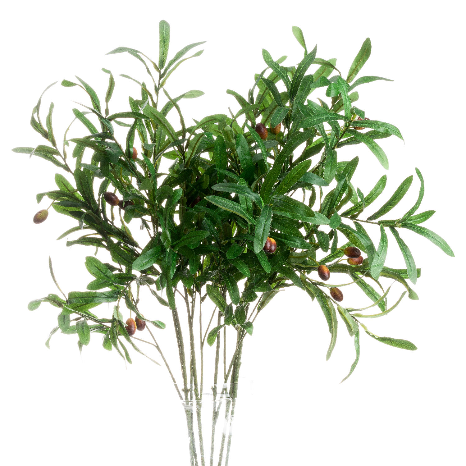 Olive Branch - Image 1