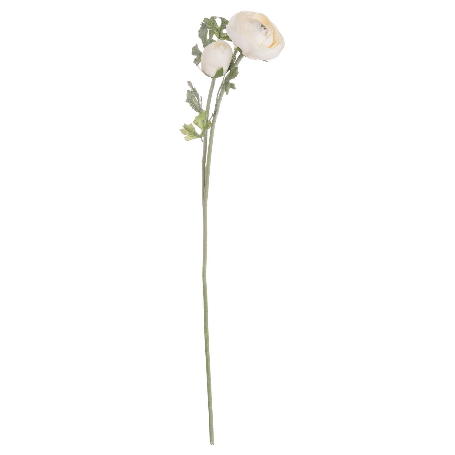 Soft Cream Ranunculus - Image 3