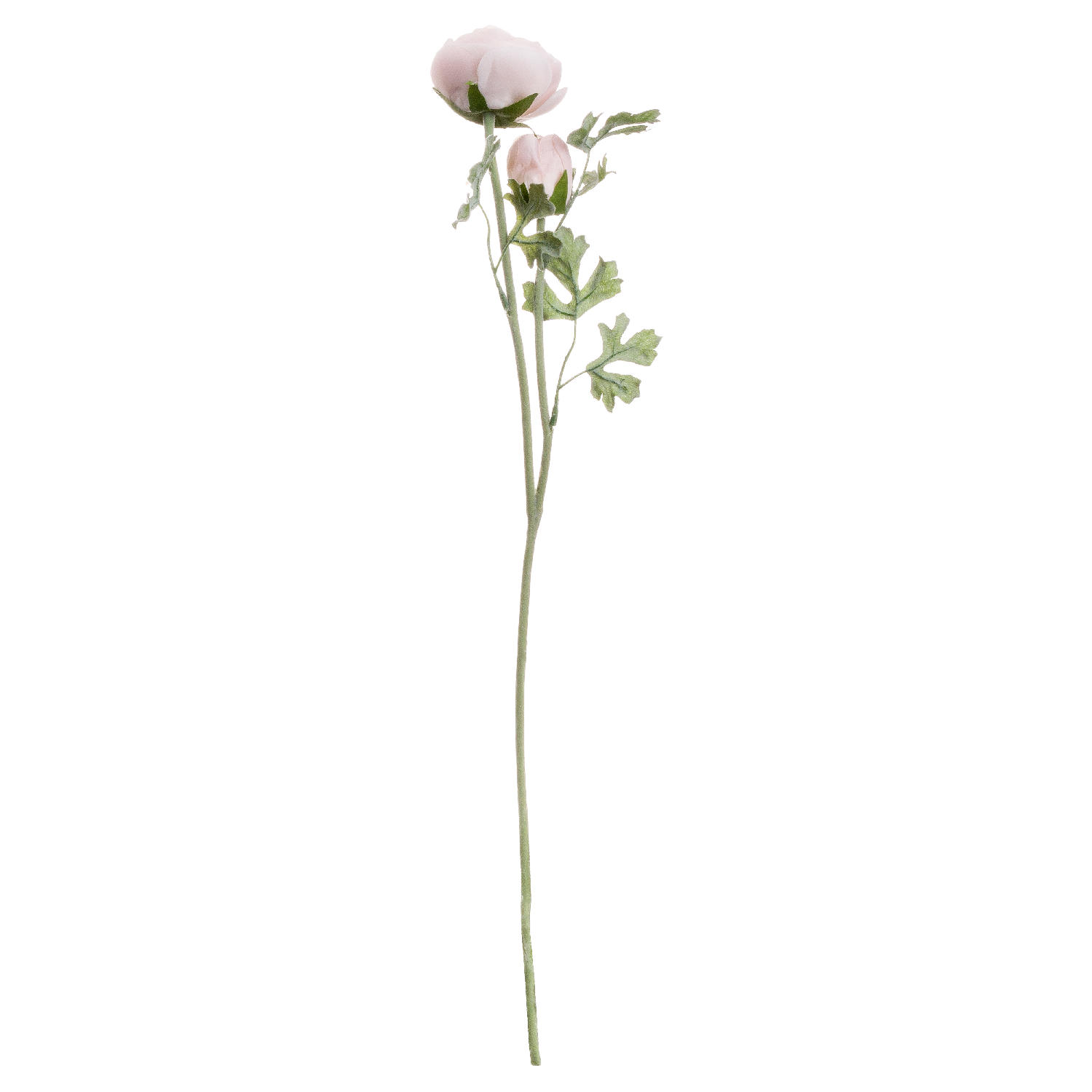 Pastel Pink Ranunculus - Image 2