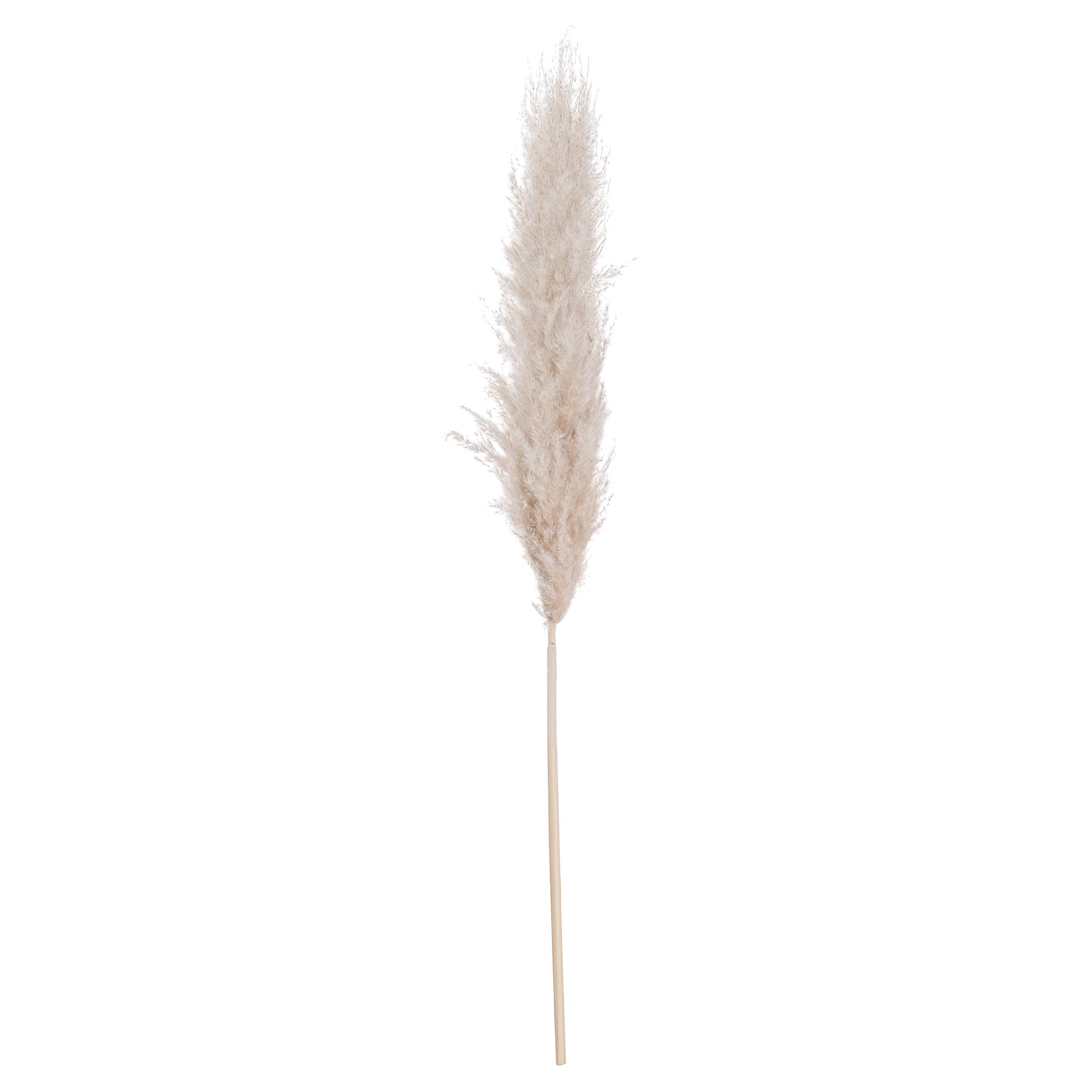 Cream Pampas grass - Image 2