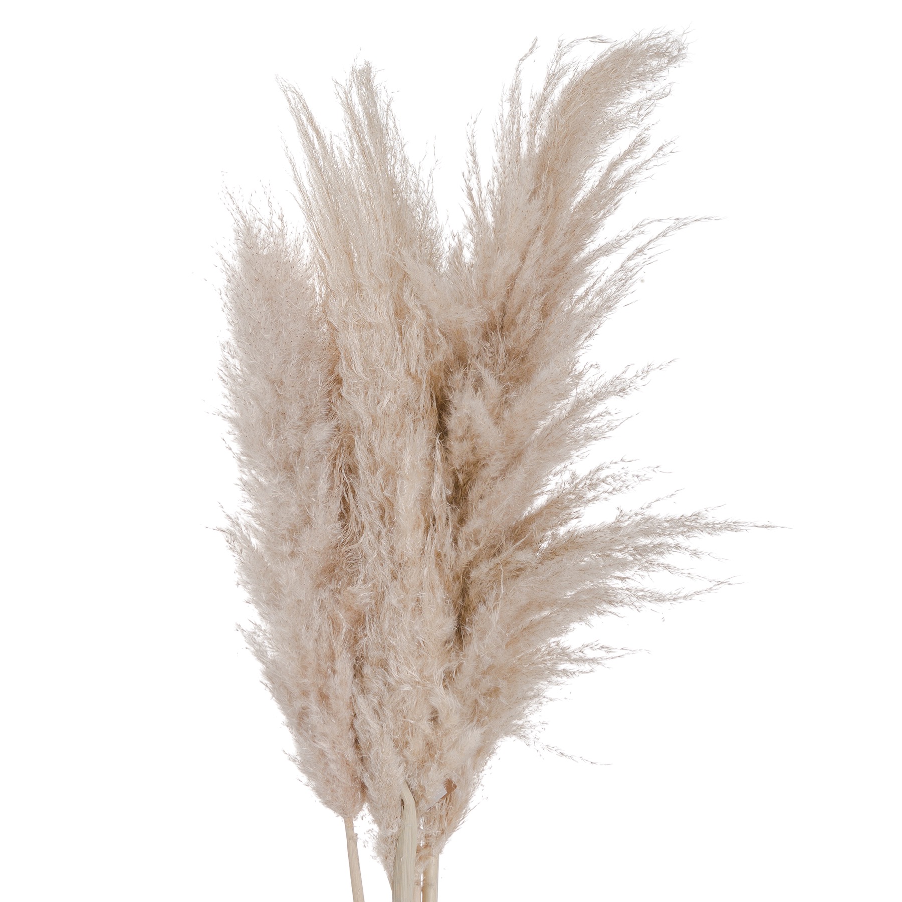 Cream Pampas grass - Image 1