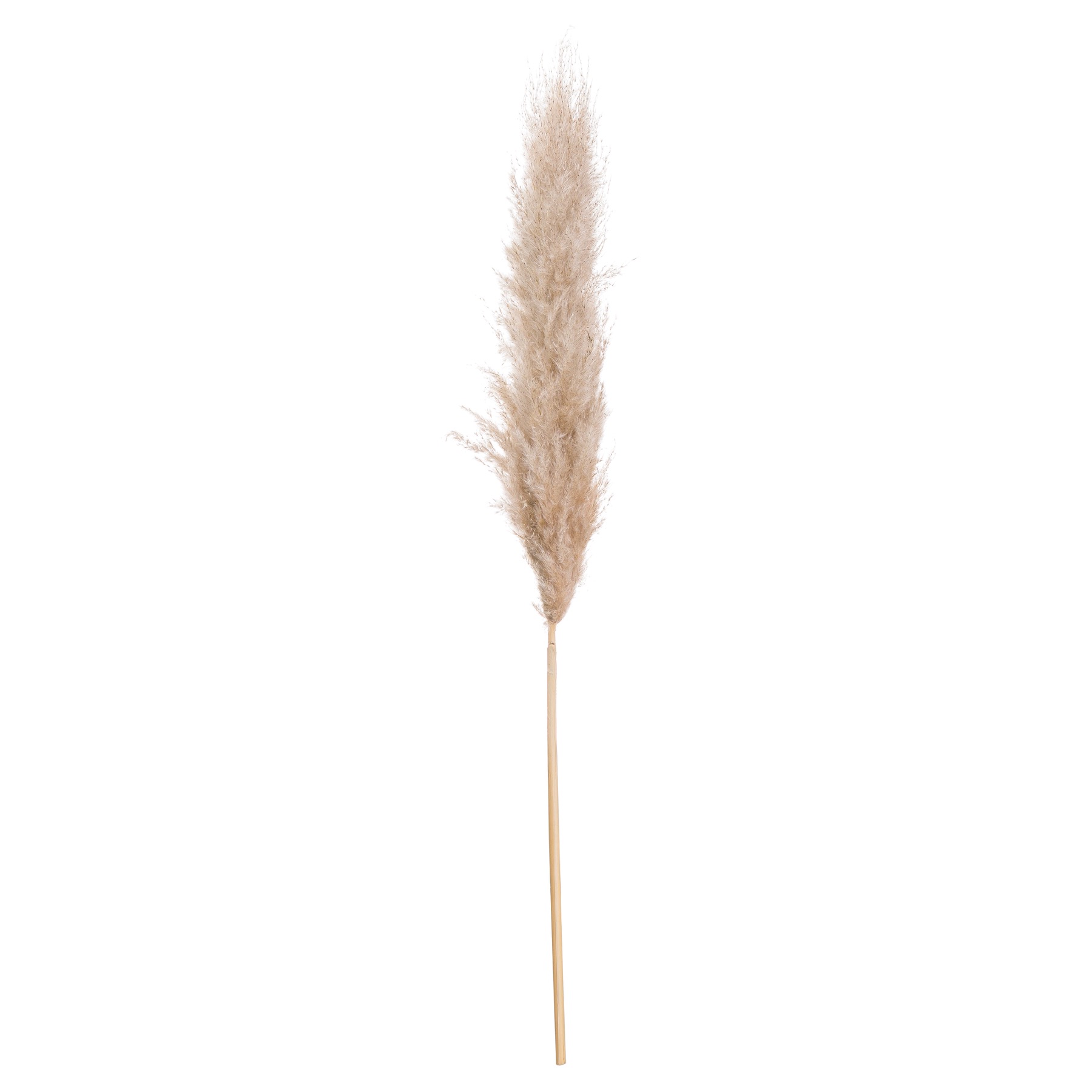 Butter Pampas Grass - Image 2