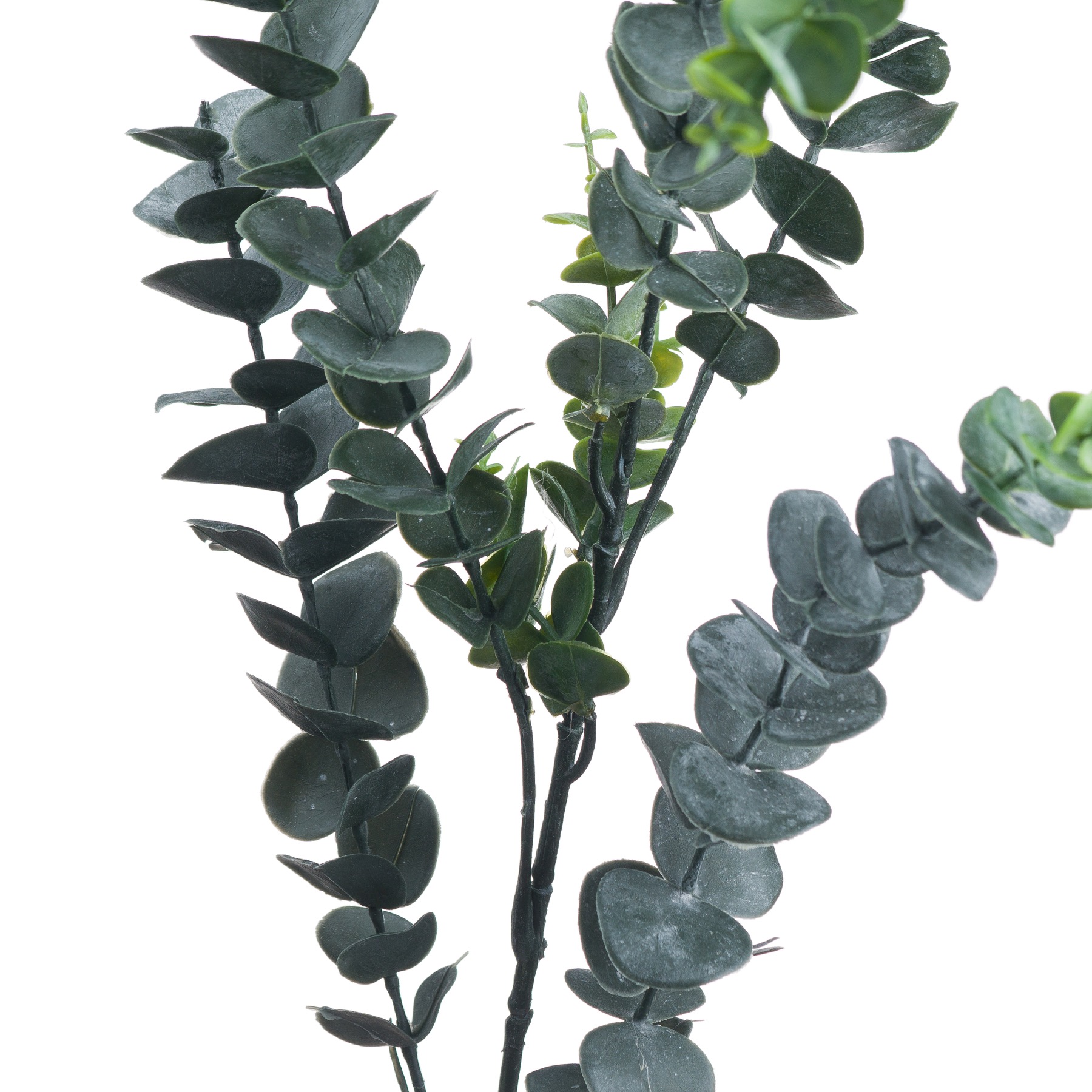 Silver Dollar Eucalyptus - Image 2