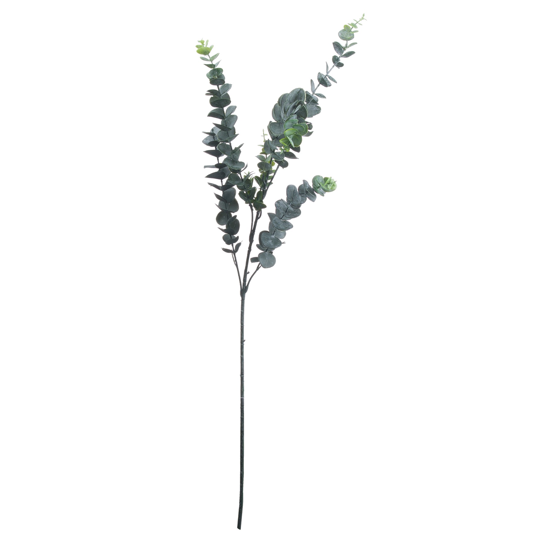 Silver Dollar Eucalyptus - Image 1