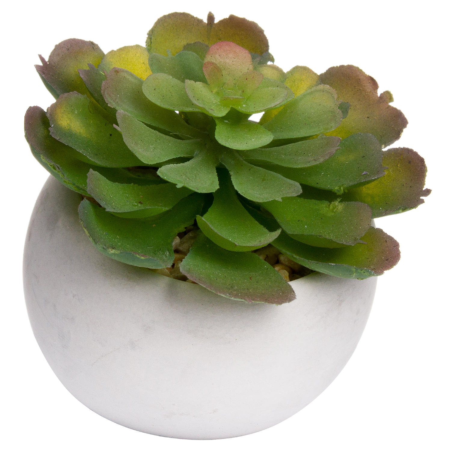 Miniature Lola Succulent In Cement Pot - Image 1