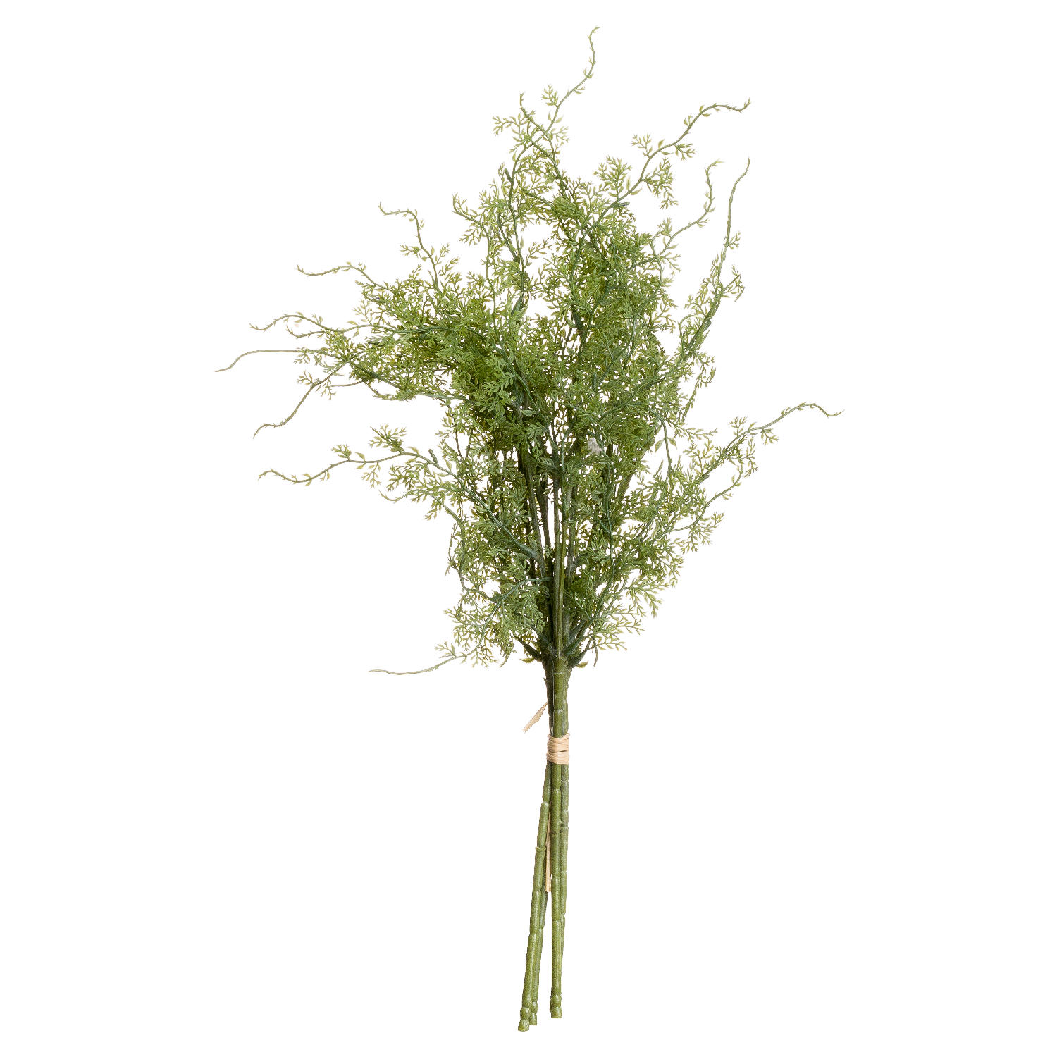 Asparagus Fern Bunch - Image 1