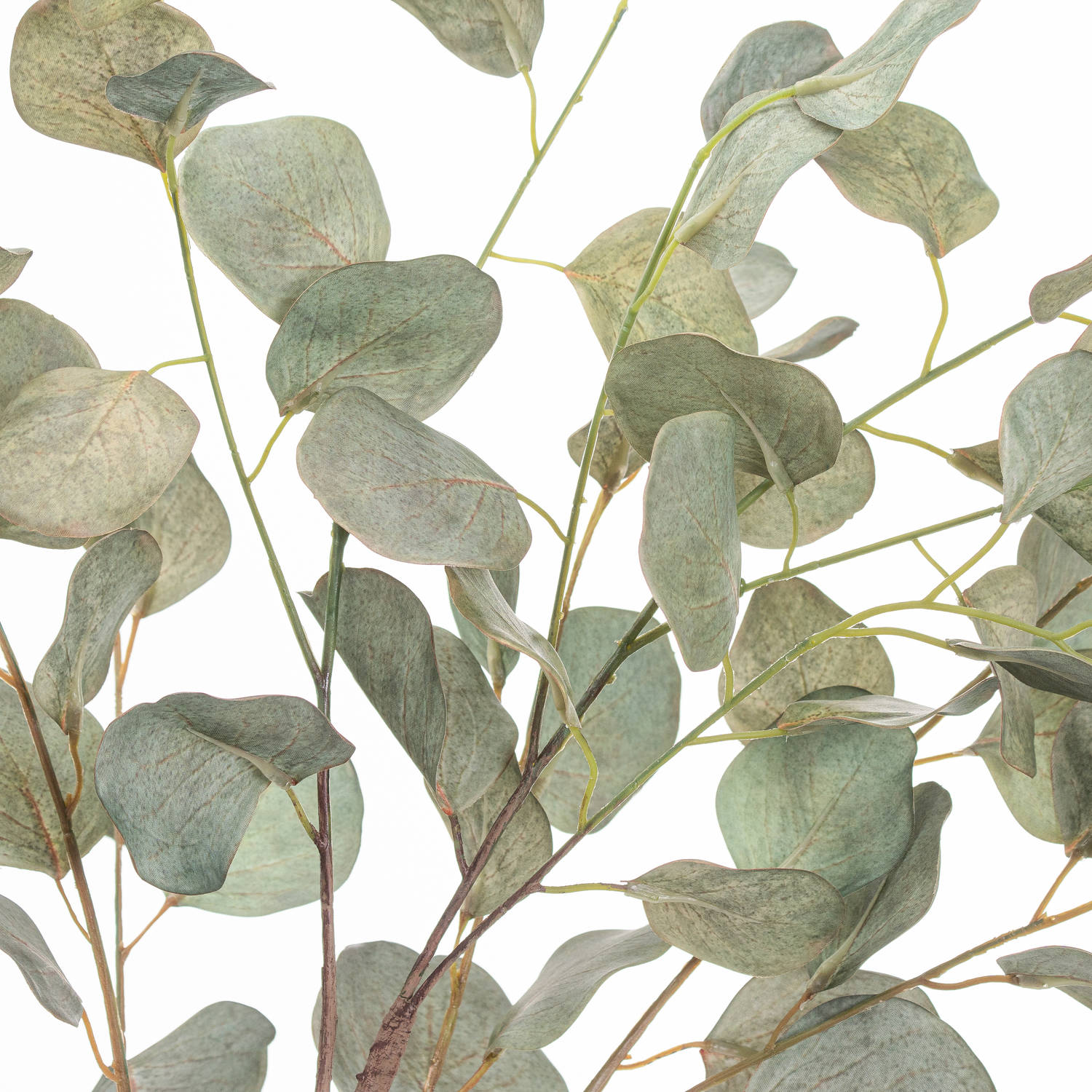 Eucalyptus Tree In Metallic Pot - Image 2