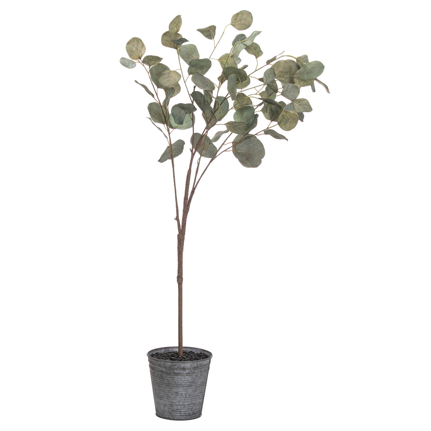 Eucalyptus Tree In Metallic Pot - Image 1