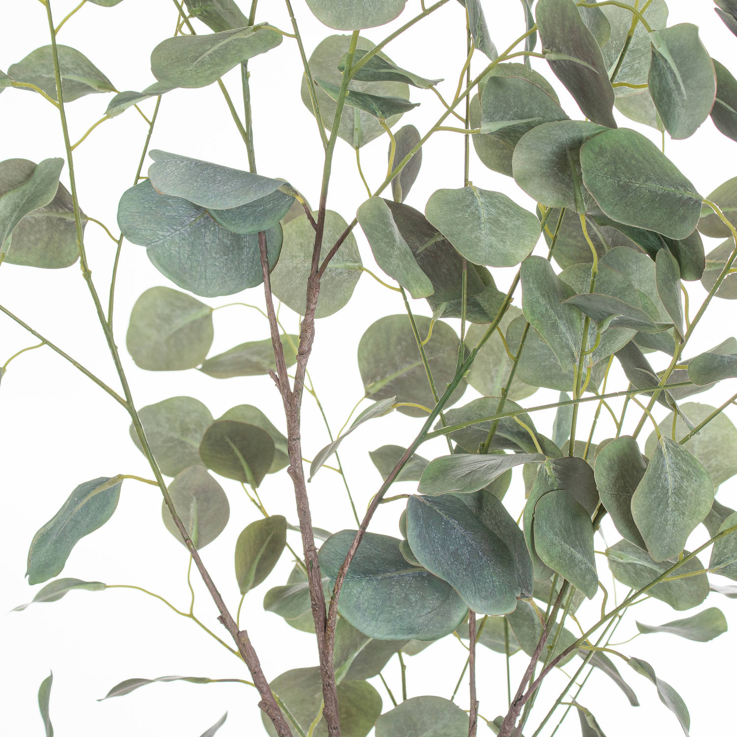 Large Eucalyptus Tree In Metallic Pot - Image 2