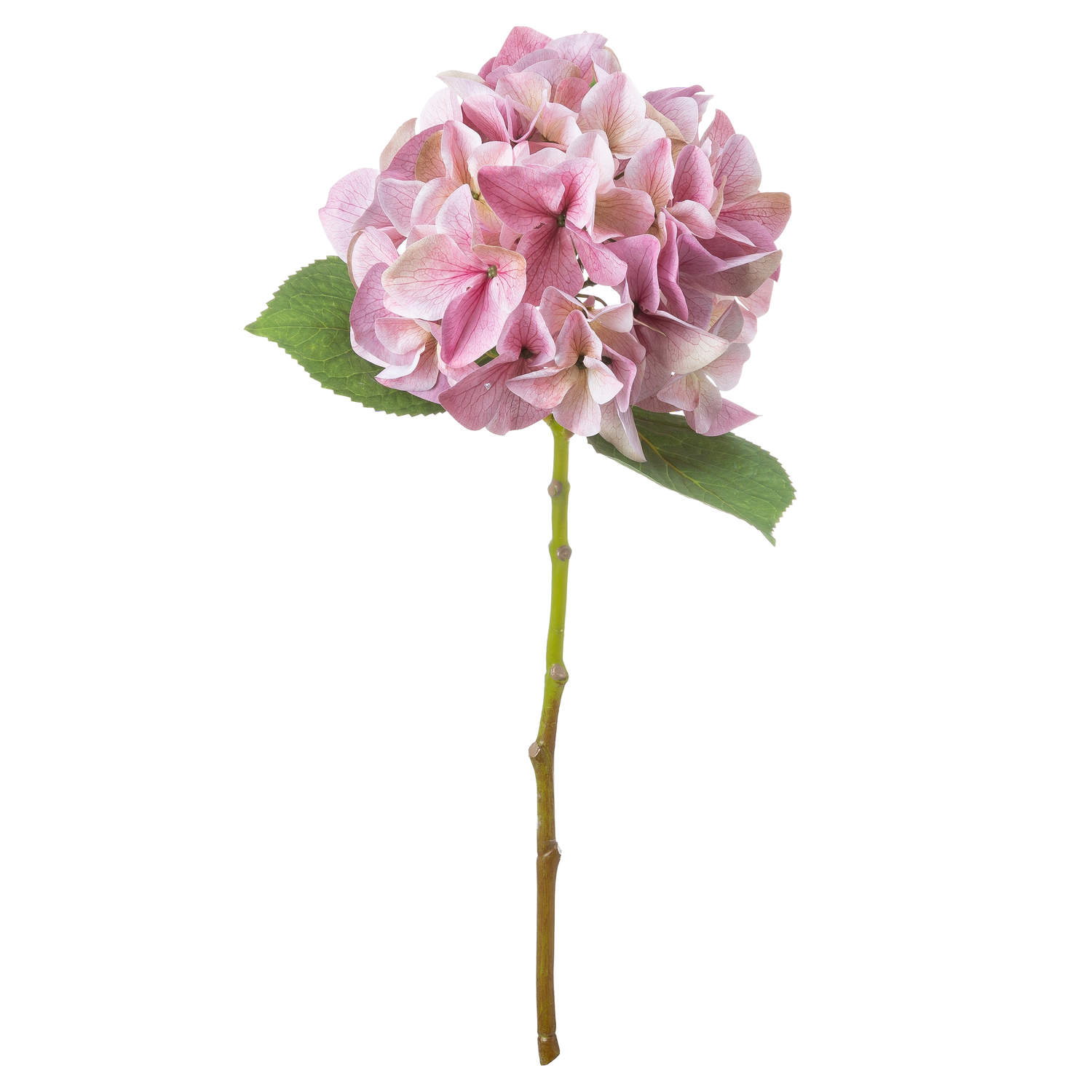 Shabby Pink Single Hydrangea - Image 2