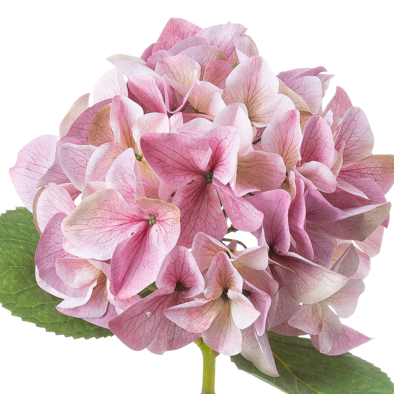 Shabby Pink Single Hydrangea - Image 3