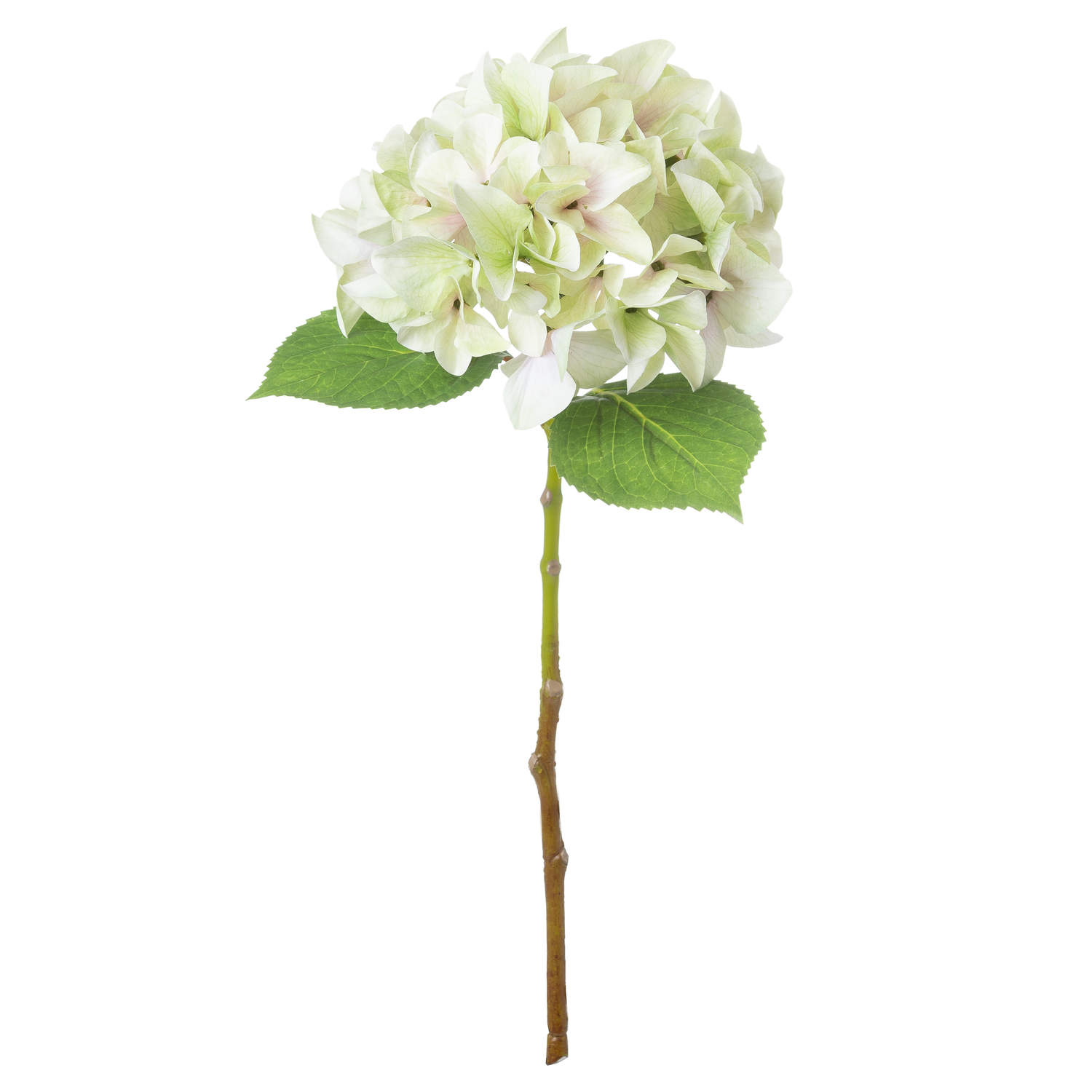 Shabby Green Single Hydrangea - Image 2