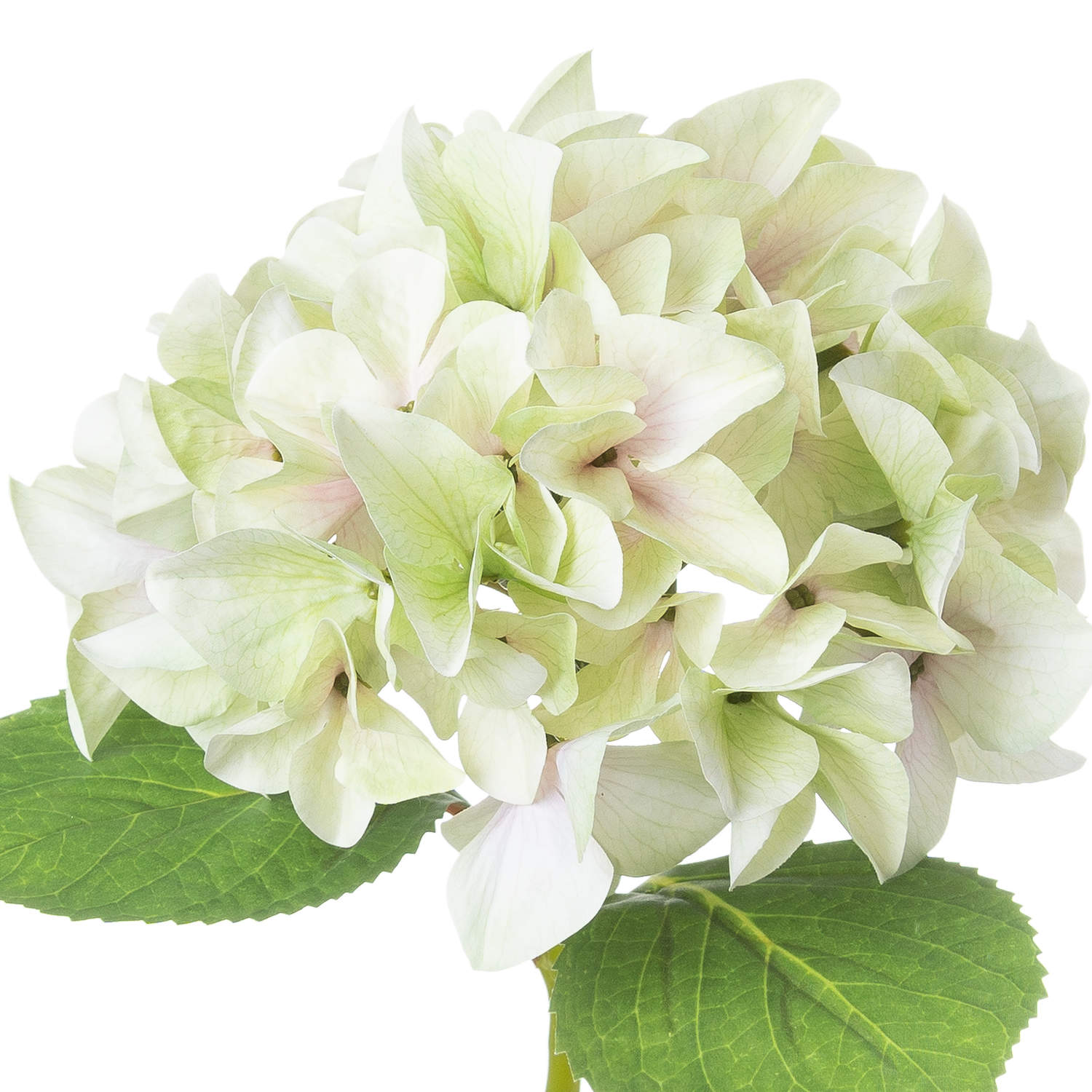 Shabby Green Single Hydrangea - Image 3