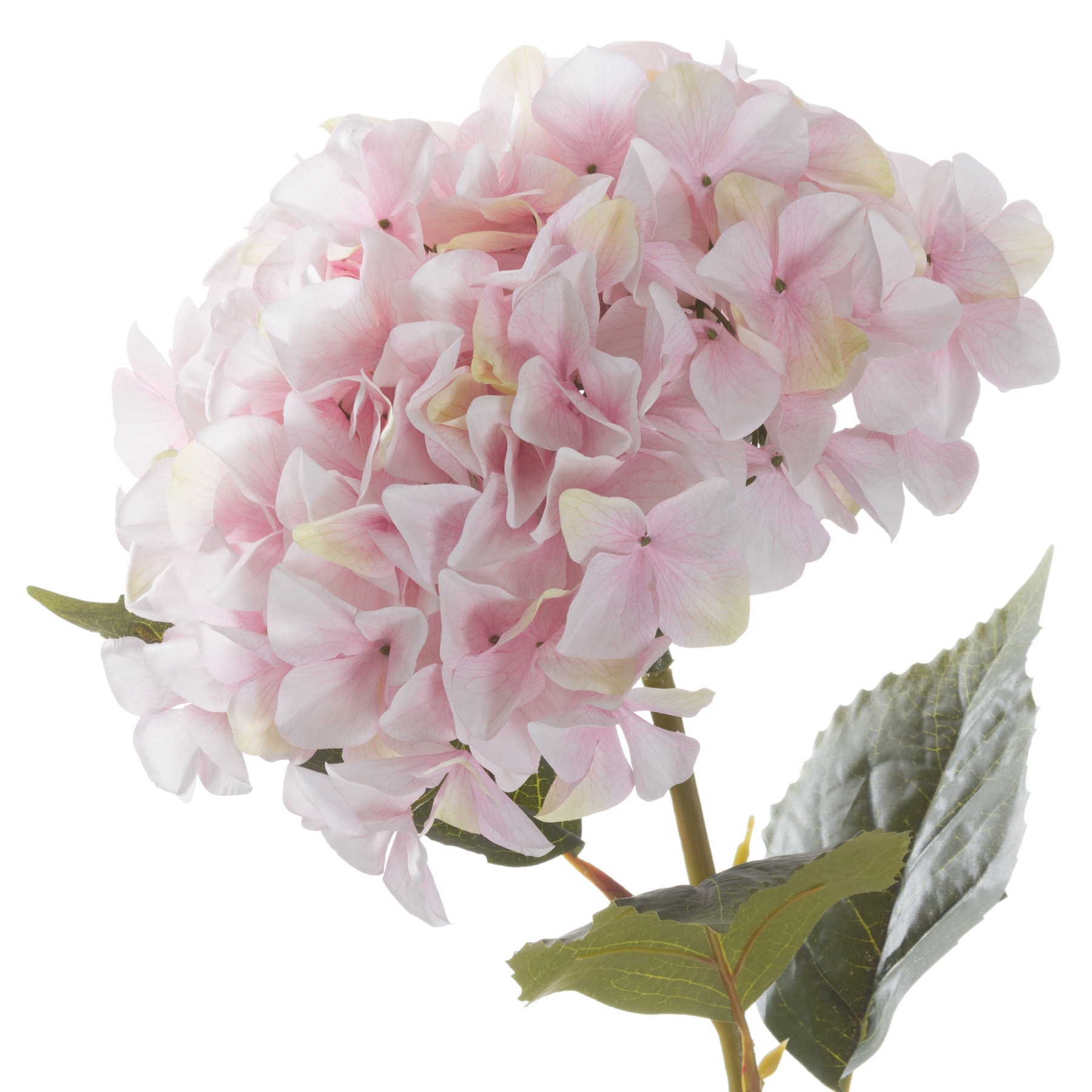 Giant Pink Hydrangea - Image 1