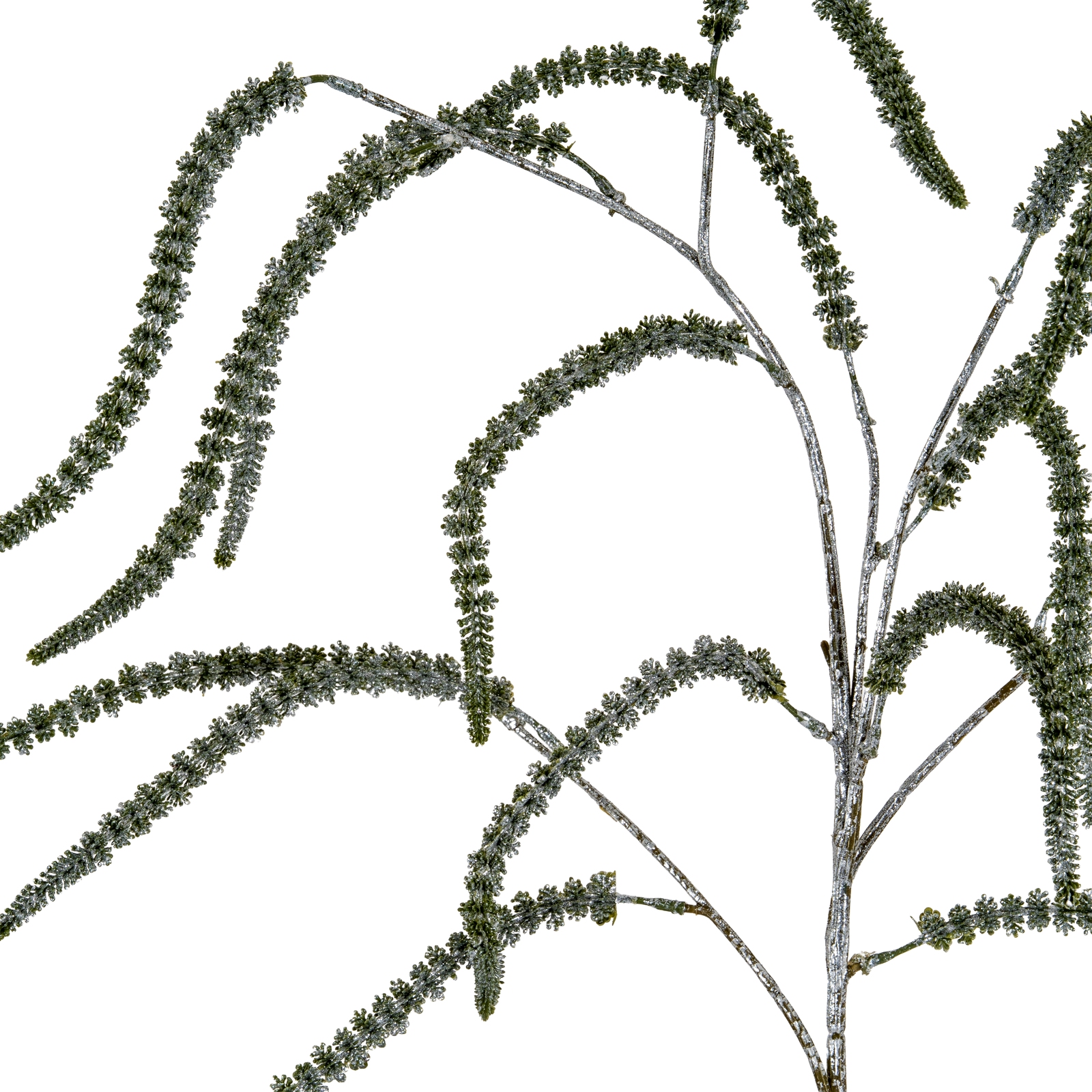 Festive Amaranthus - Image 2