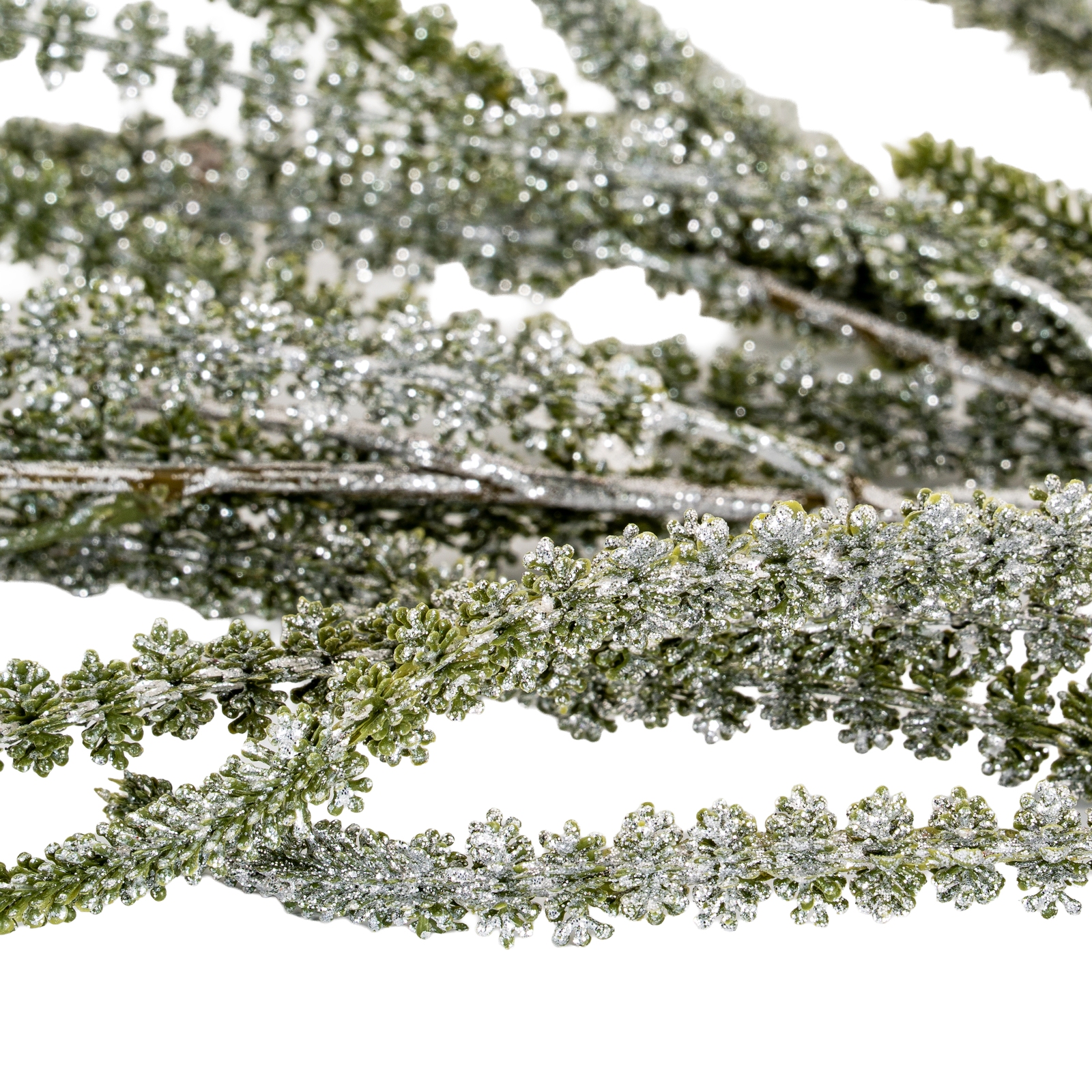 Festive Amaranthus - Image 3