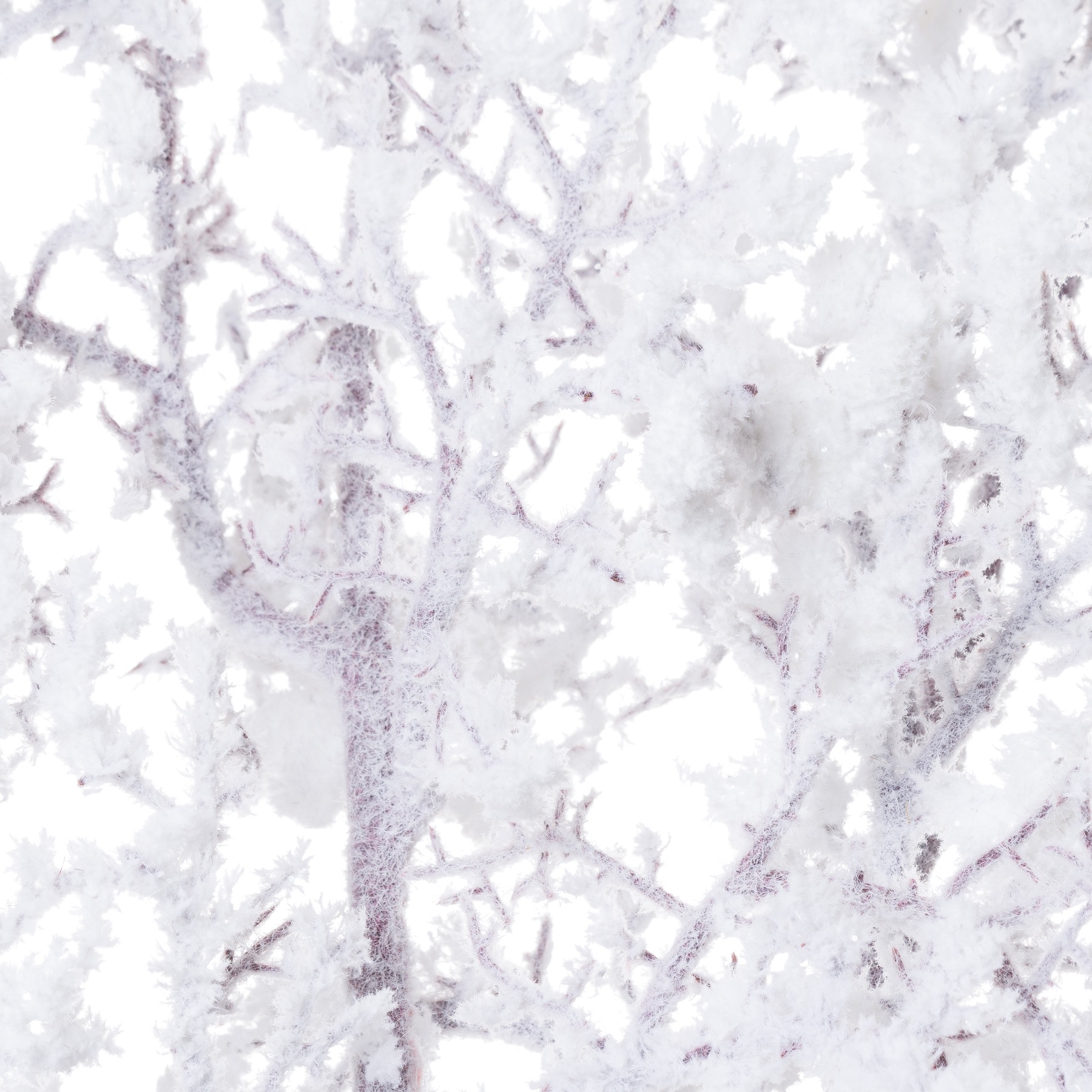 Snowy Branch - Image 4