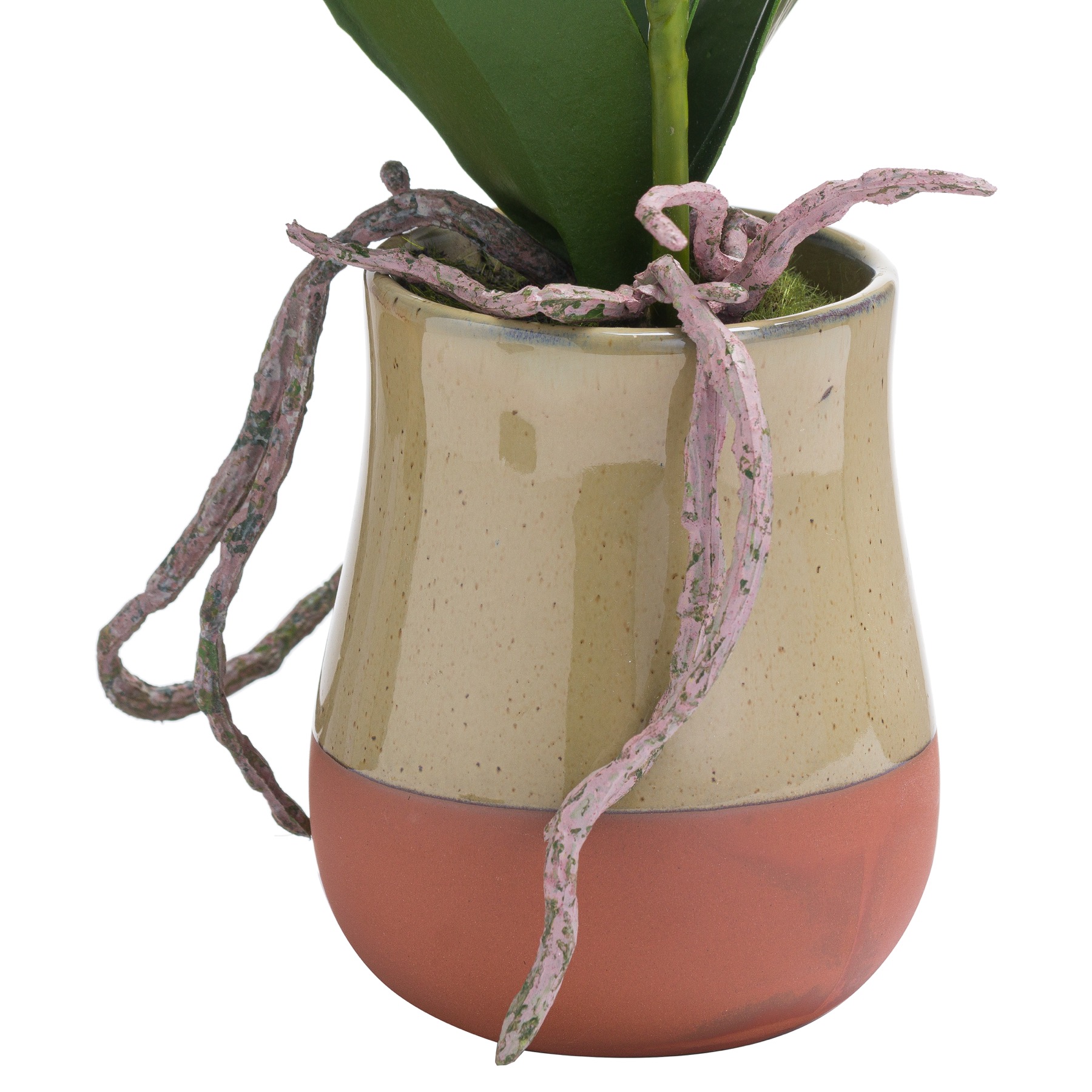 Orchid In Terracotta Glazed Pot - Image 2