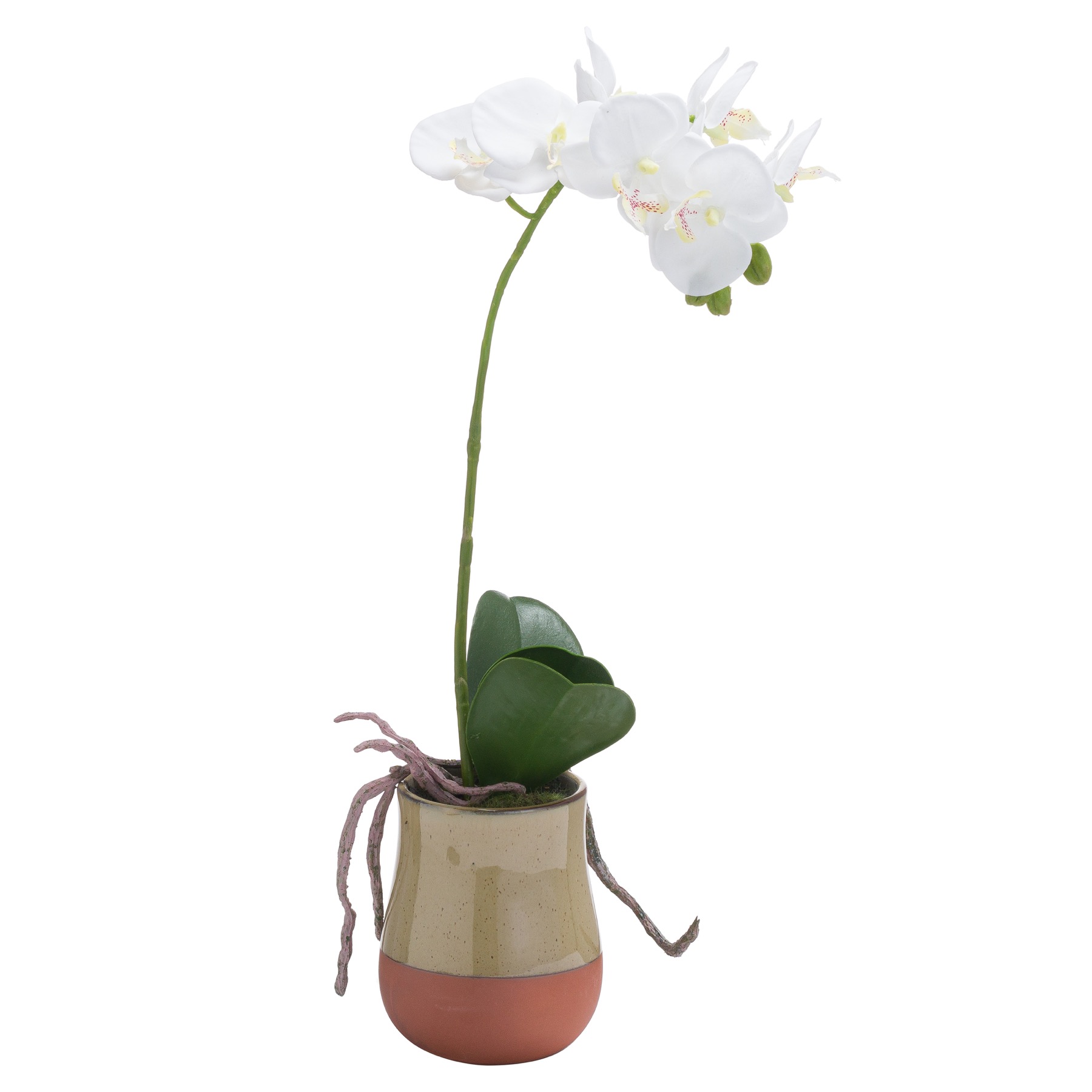 Orchid In Terracotta Glazed Pot - Image 1