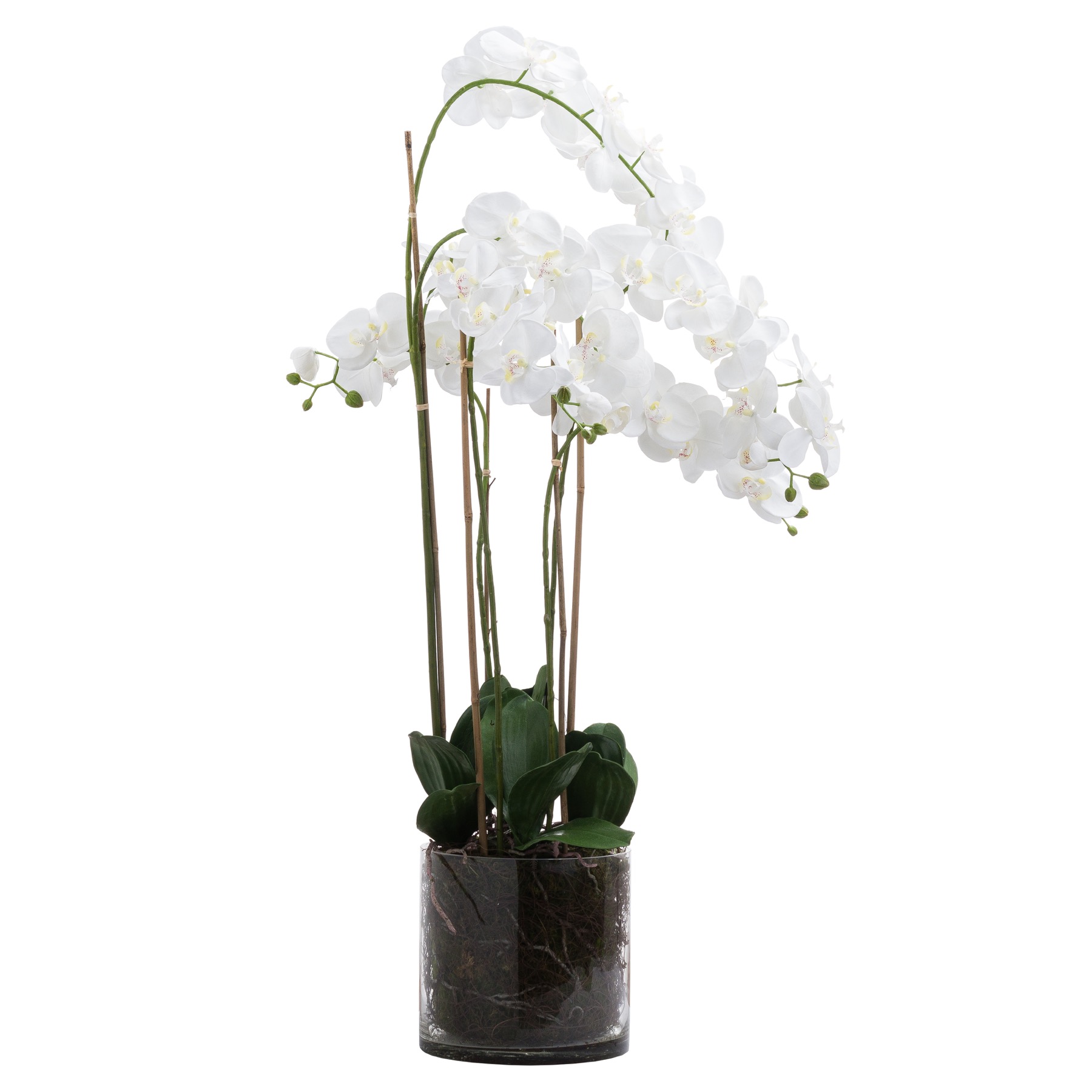 Large White Tall Orchid In Glass Pot - Image 1