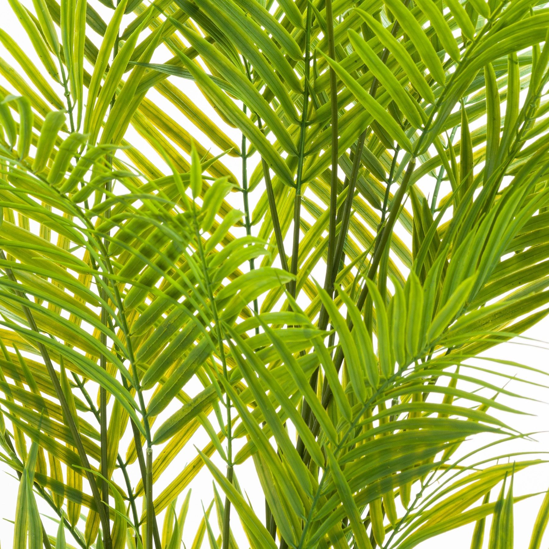 Large Paradise Potted Palm - Image 2