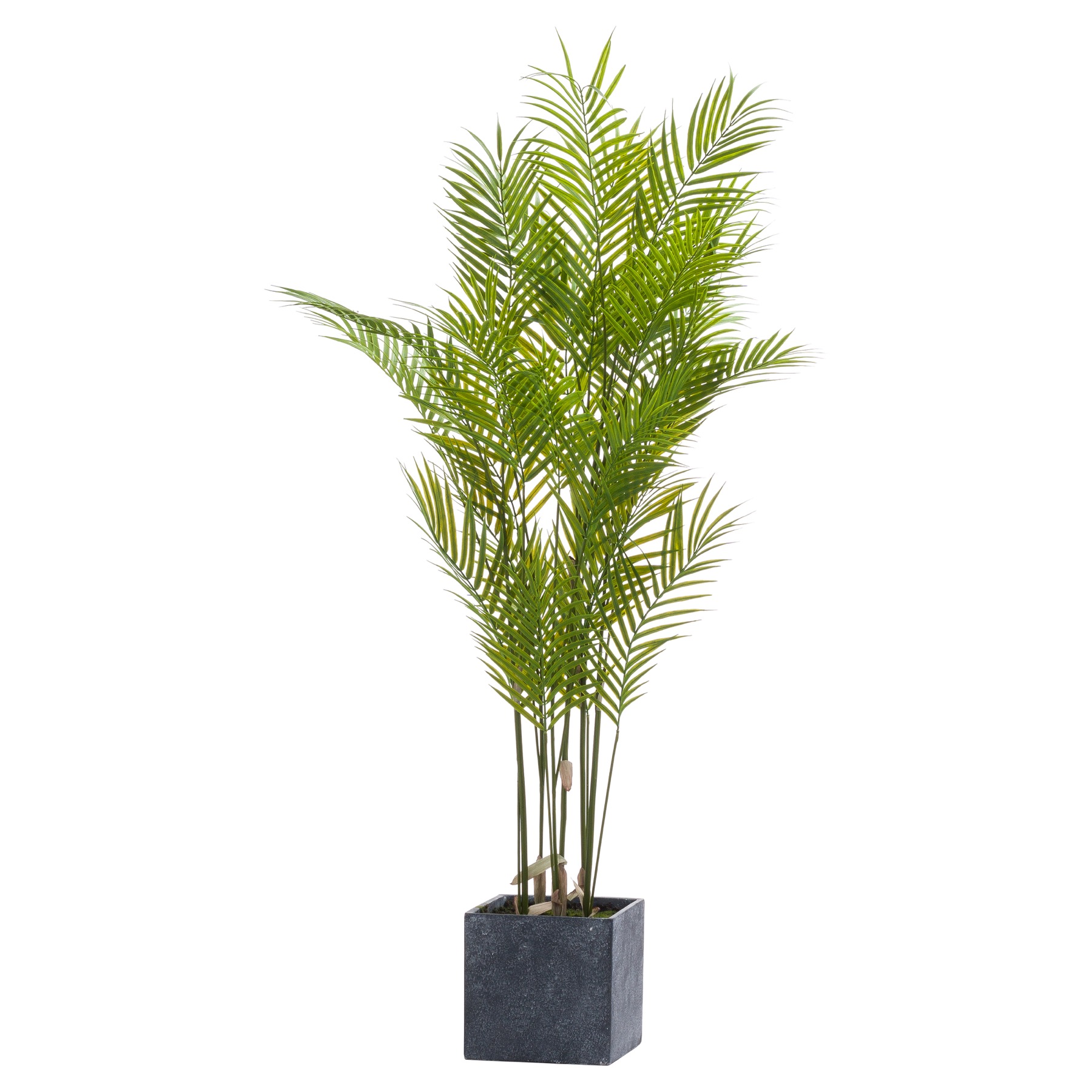 Large Paradise Potted Palm - Image 1